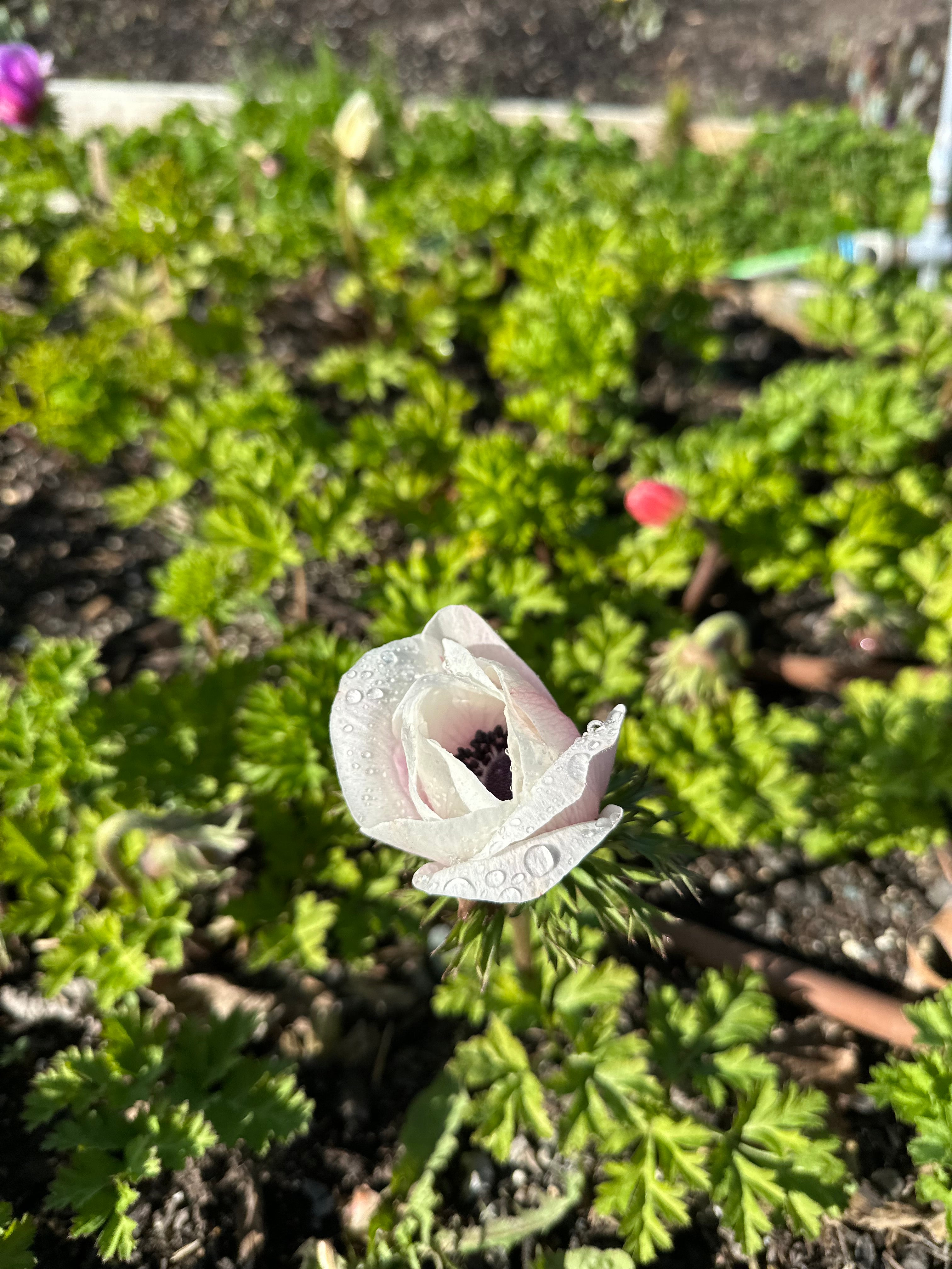 Cut Flower Anemone Mistral Panda Seedling Pack