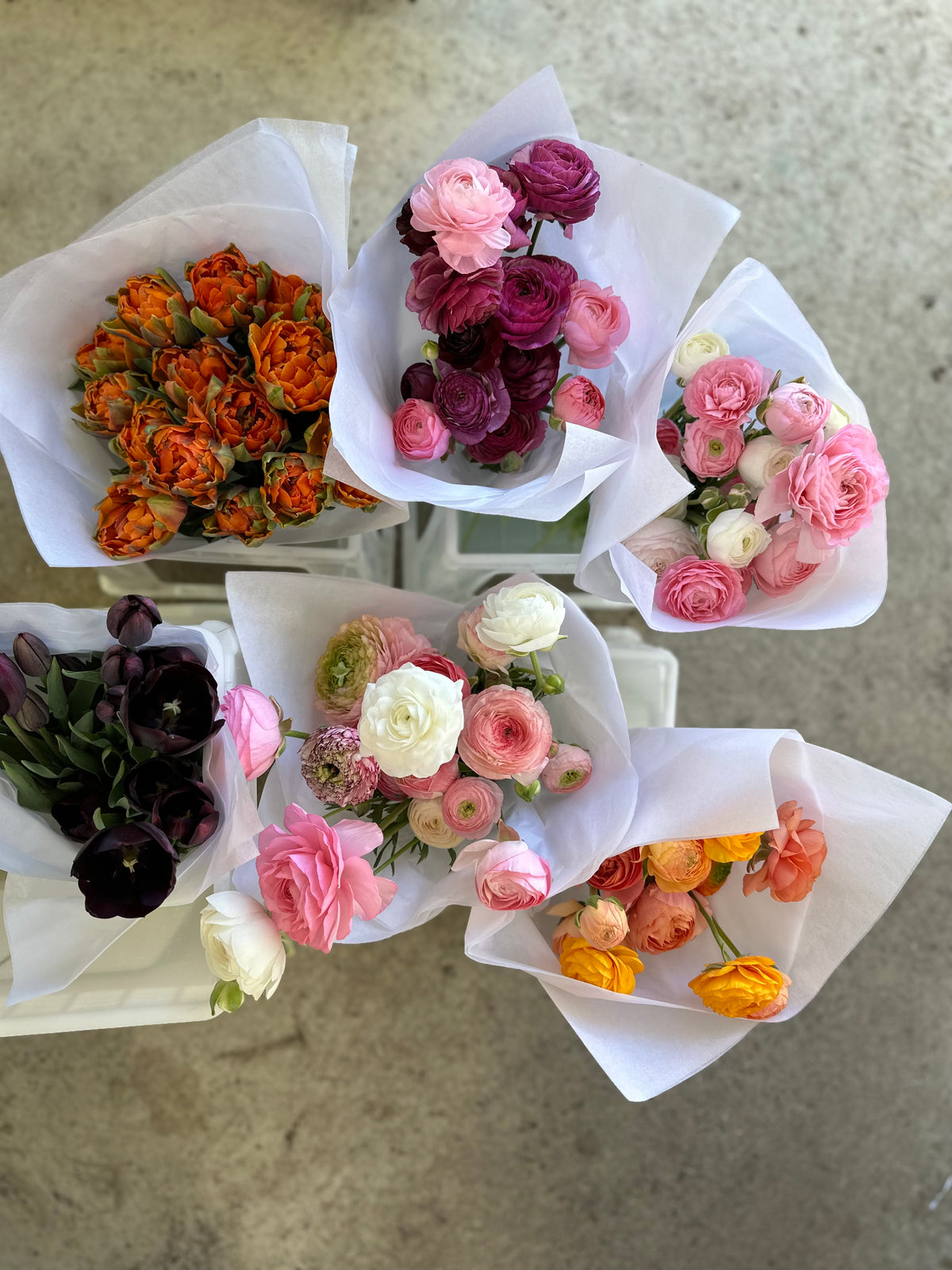 Milka Ranunculus Cut Flower Ranunculus Italian Milka Seedling Pack