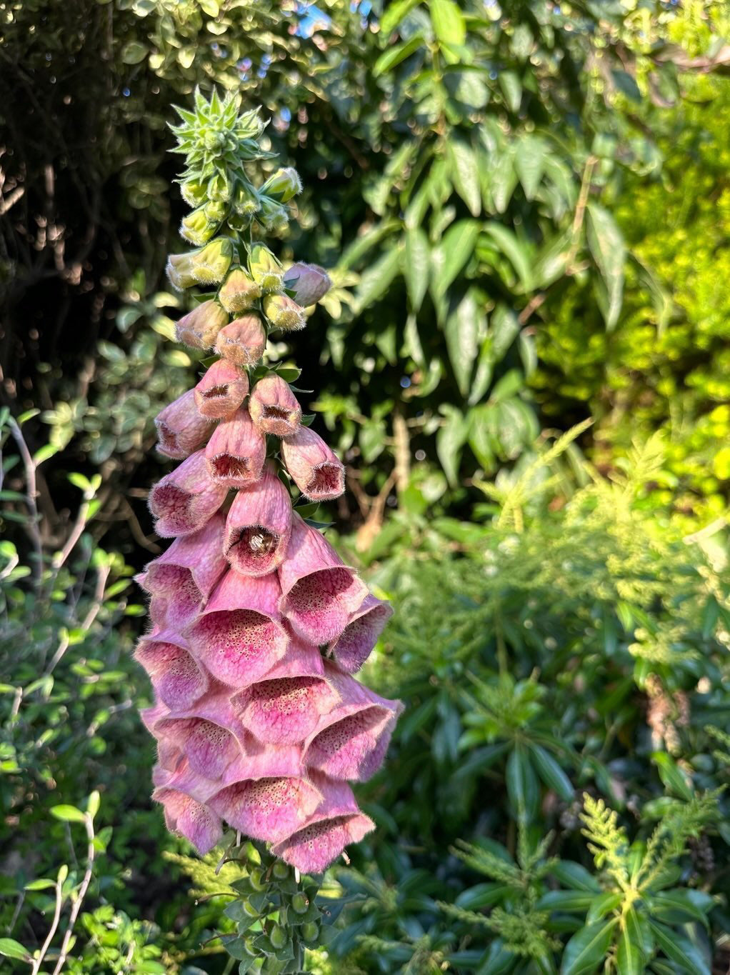 Cut Flower Foxglove Summer King Seedling Pack