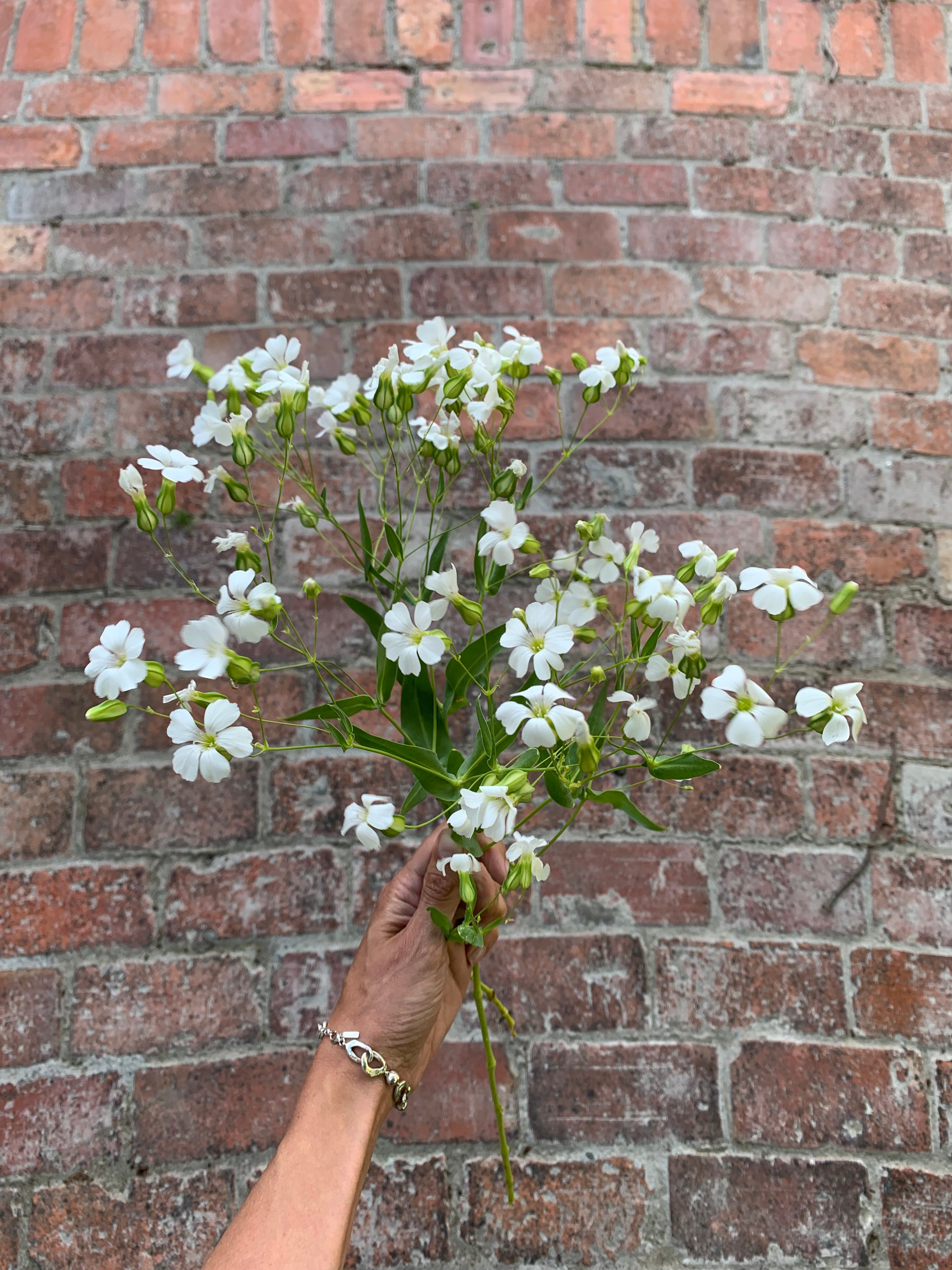 Cut Flower Gypsophila Covent Garden Seedling Pack