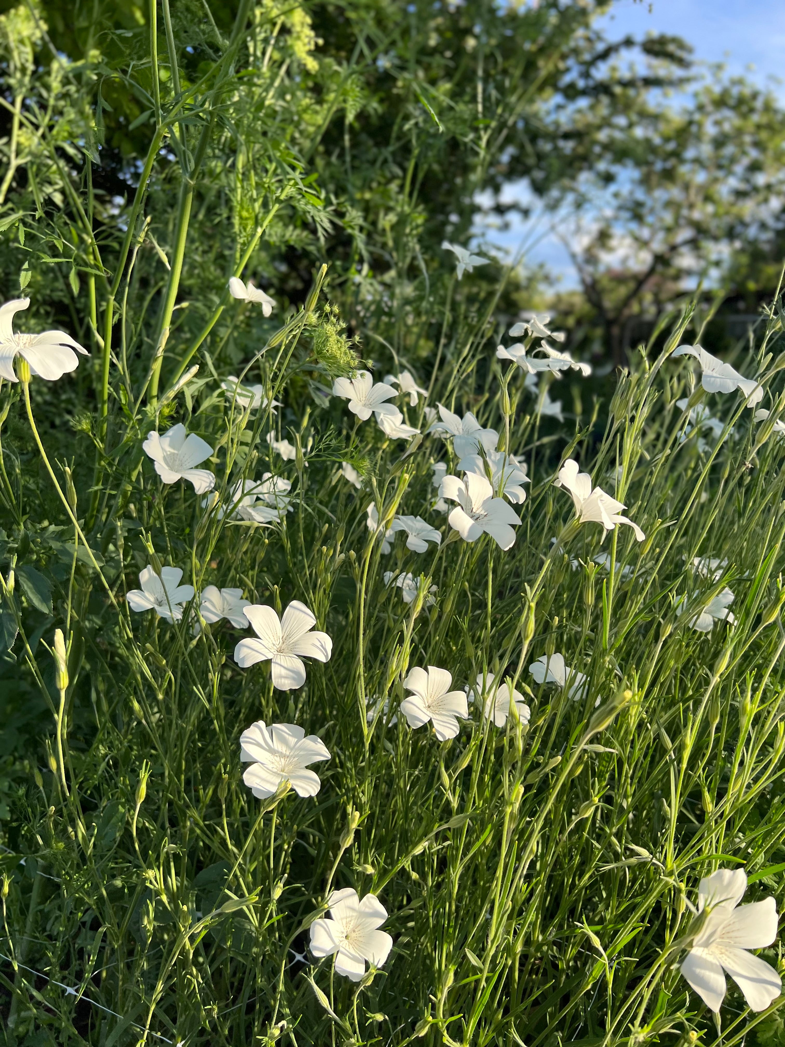 Cut Flower Agrostemma/Corncockle Seedling Pack