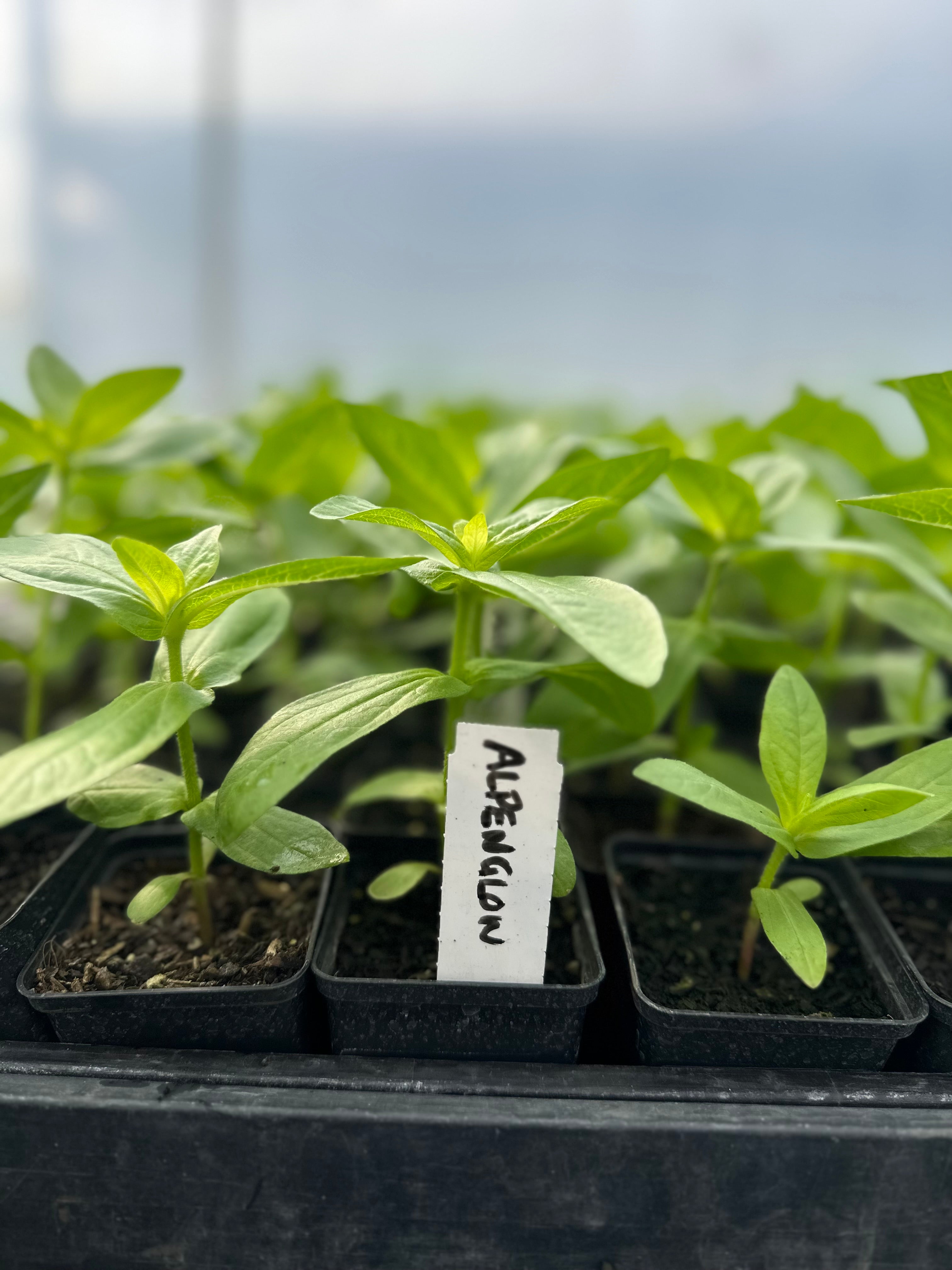 Cut Flower Floret Zinnia Seedlings