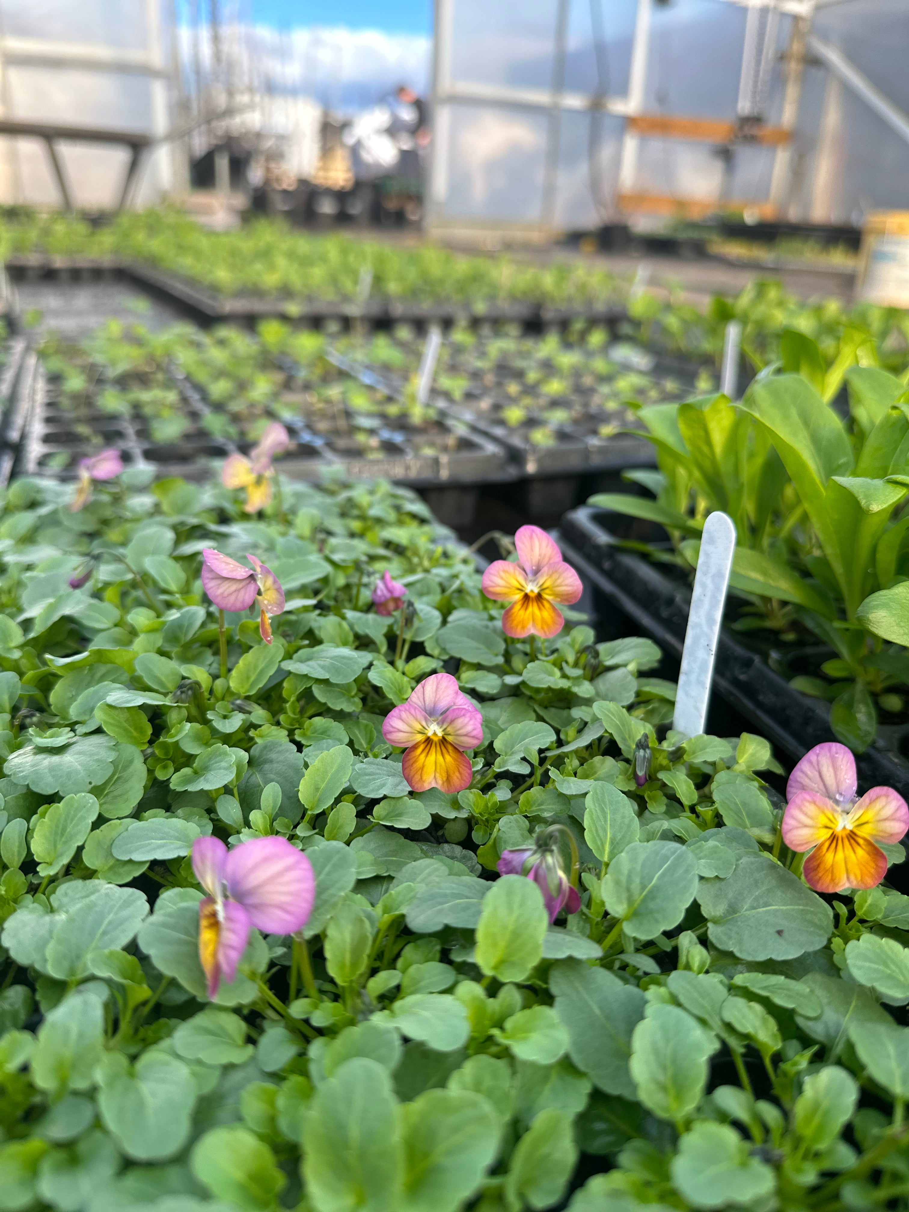 Viola Gem Antique Pink & Apricot Seedling Pack