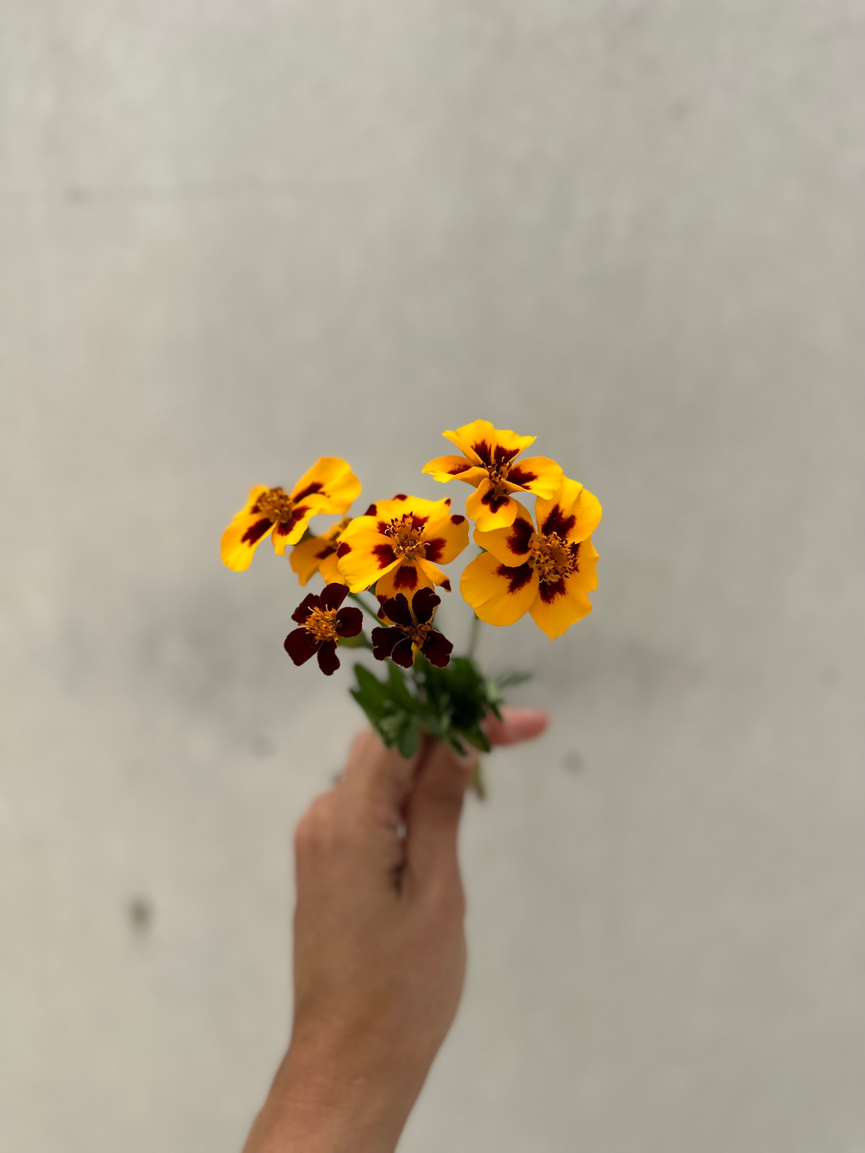 Marigold Naughty Marietta Seedling Pack