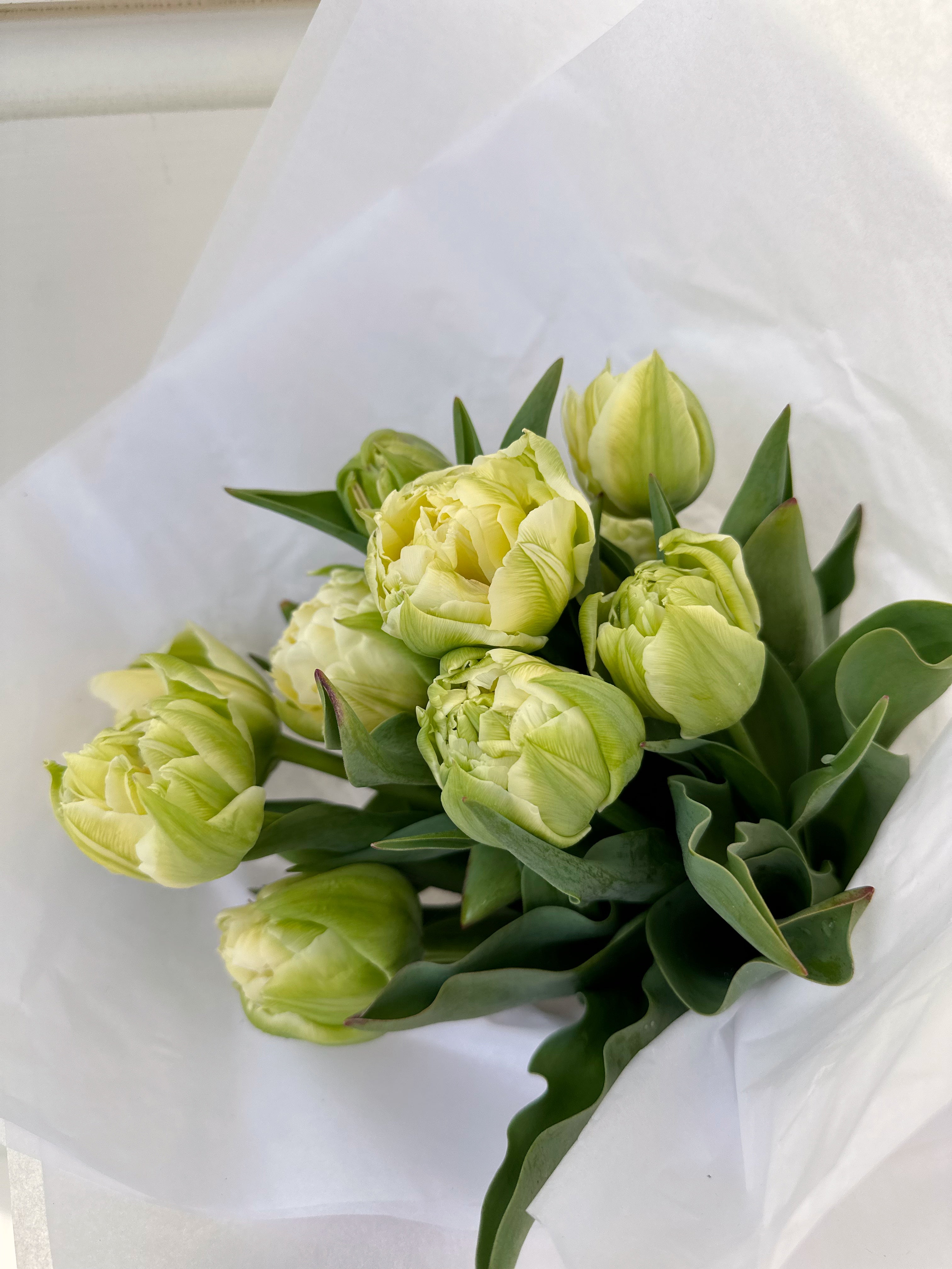 Tulip Peony Collection 60 Bulb Pack