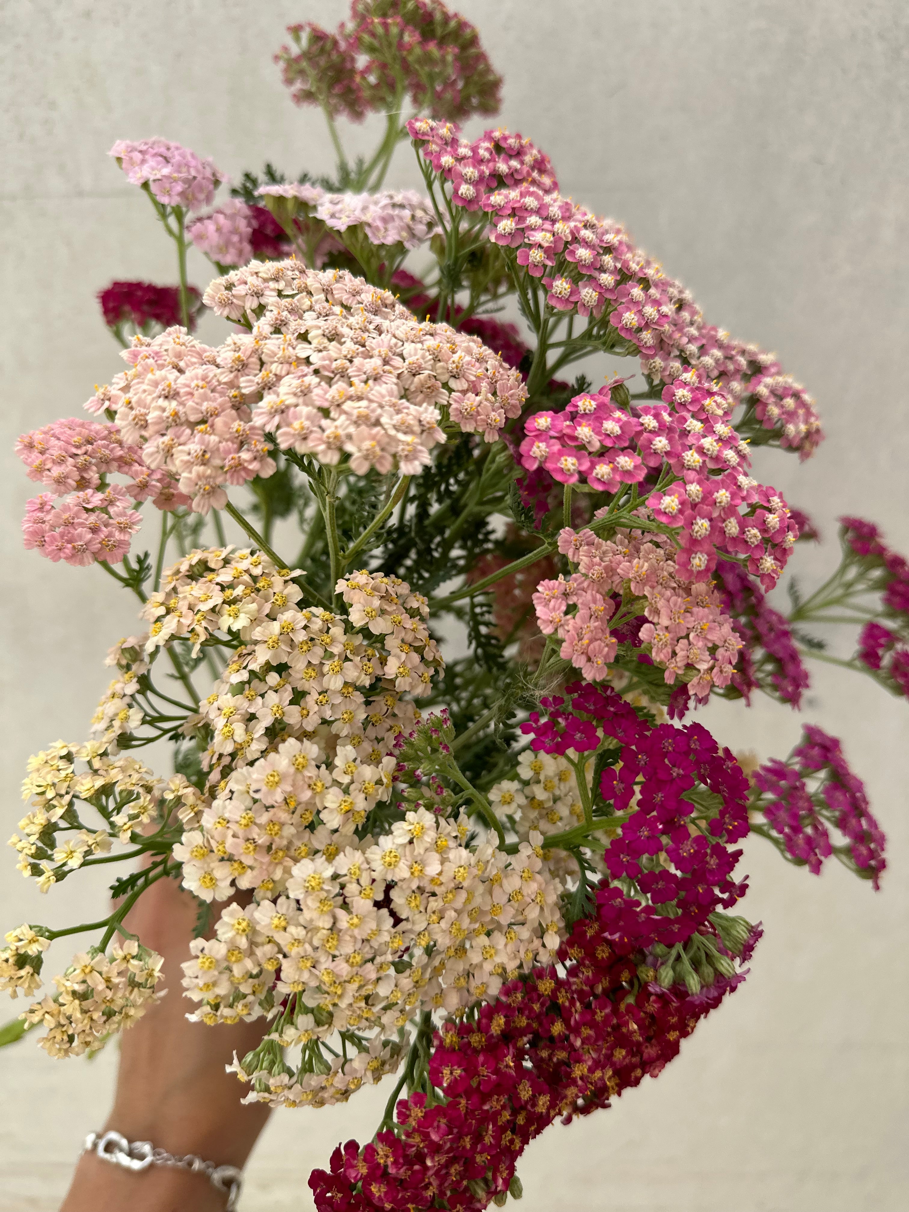 Cut Flower Achillea Pastel Berry Seedling Pack