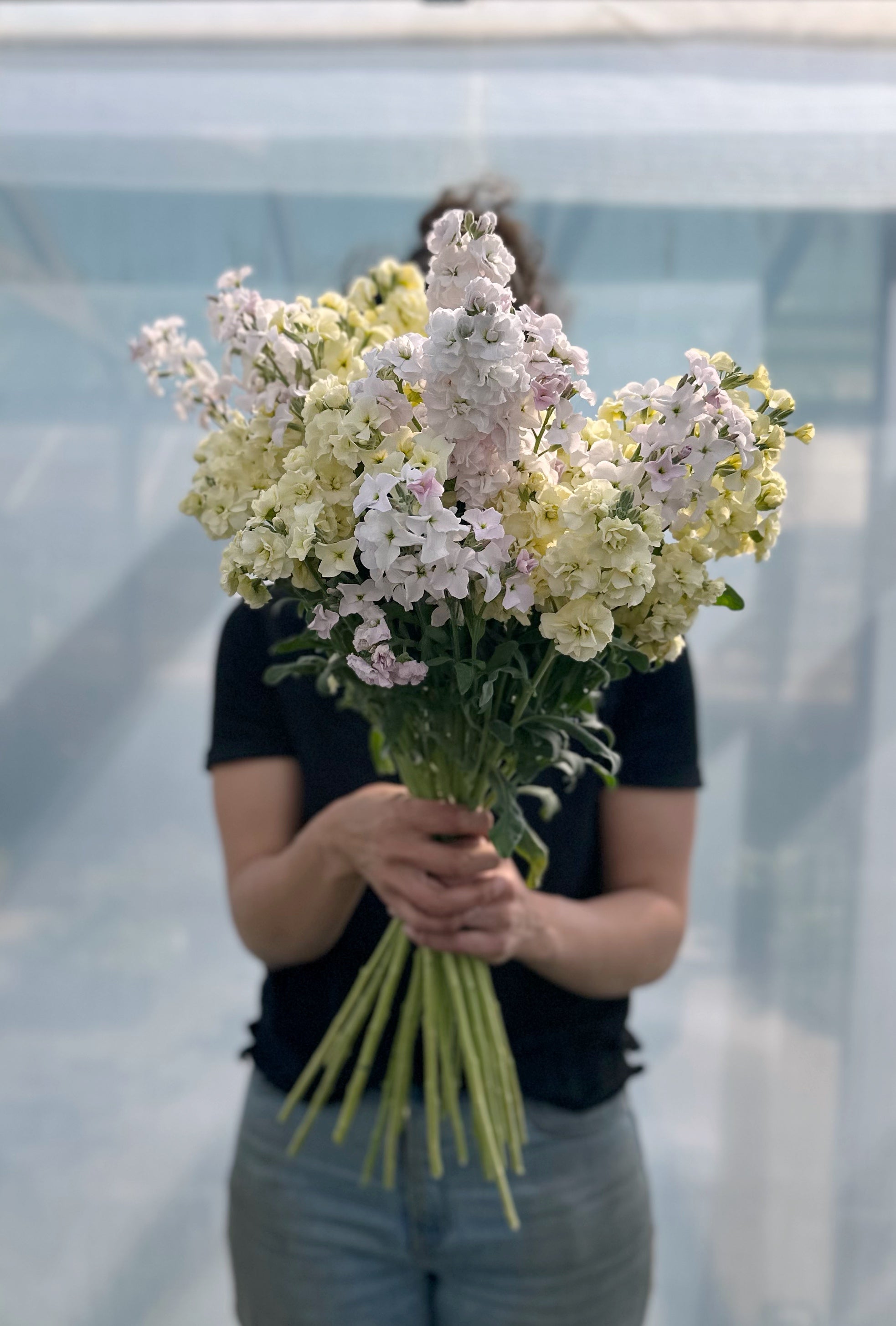 Cut Flower Stock Quartet Pastel Seedling Pack