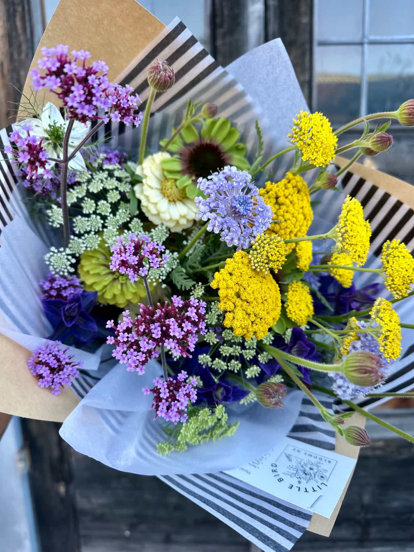 Cut Flower Icelandic Didiscus Lacy Blue Seedling Pack