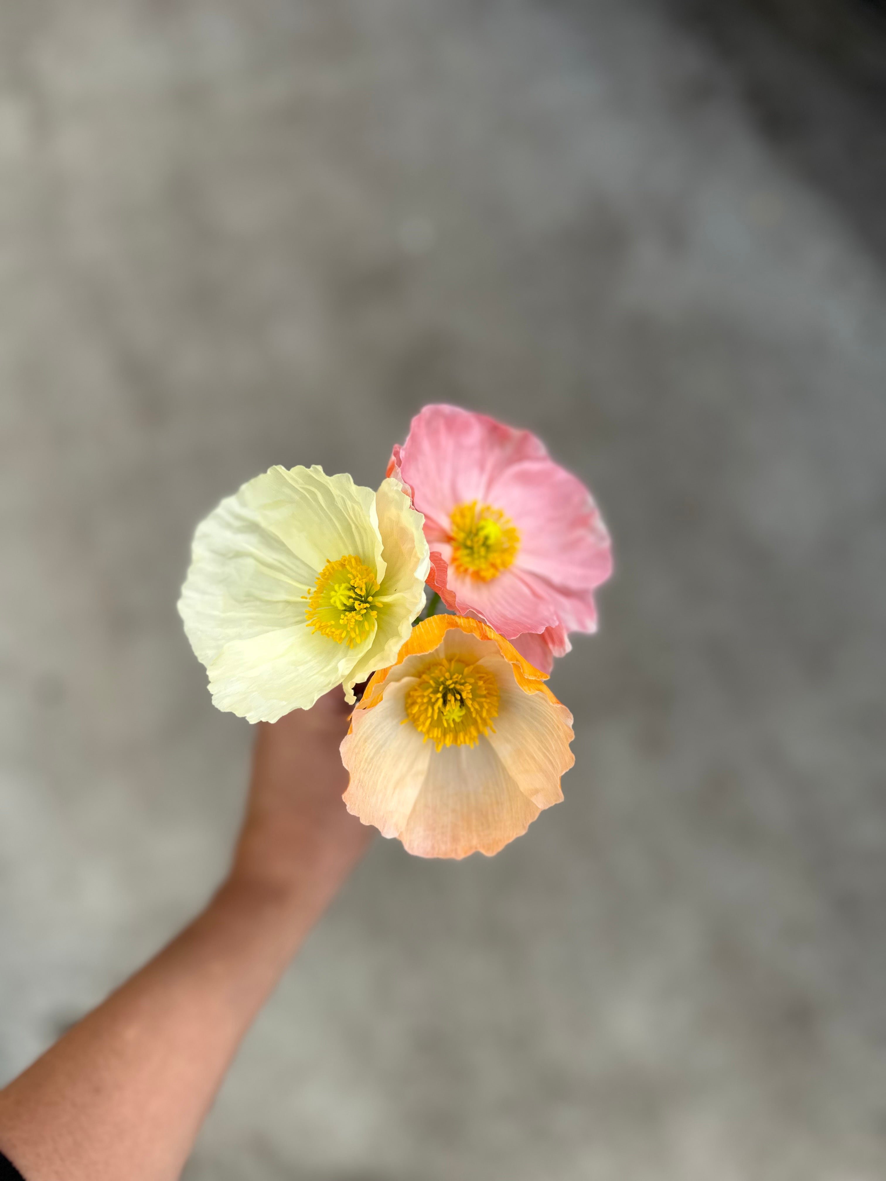 Cut Flower Icelandic Poppy Gray Floral Pastels Seedling Pack