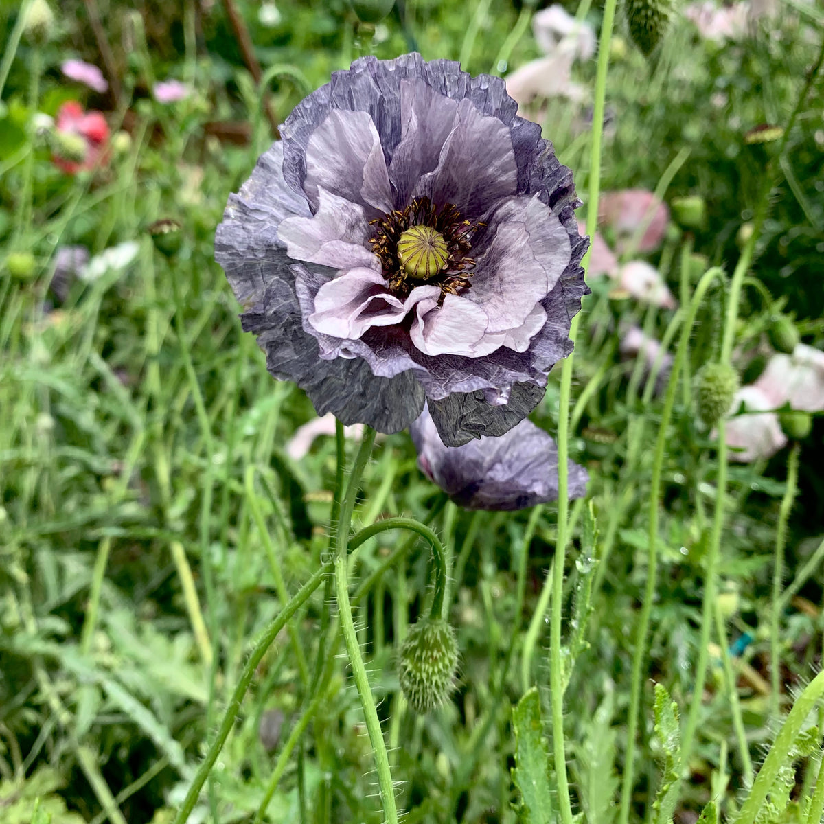 grey poppy flower seeds Cut Flower Poppy Amazing Grey Seedling Pack