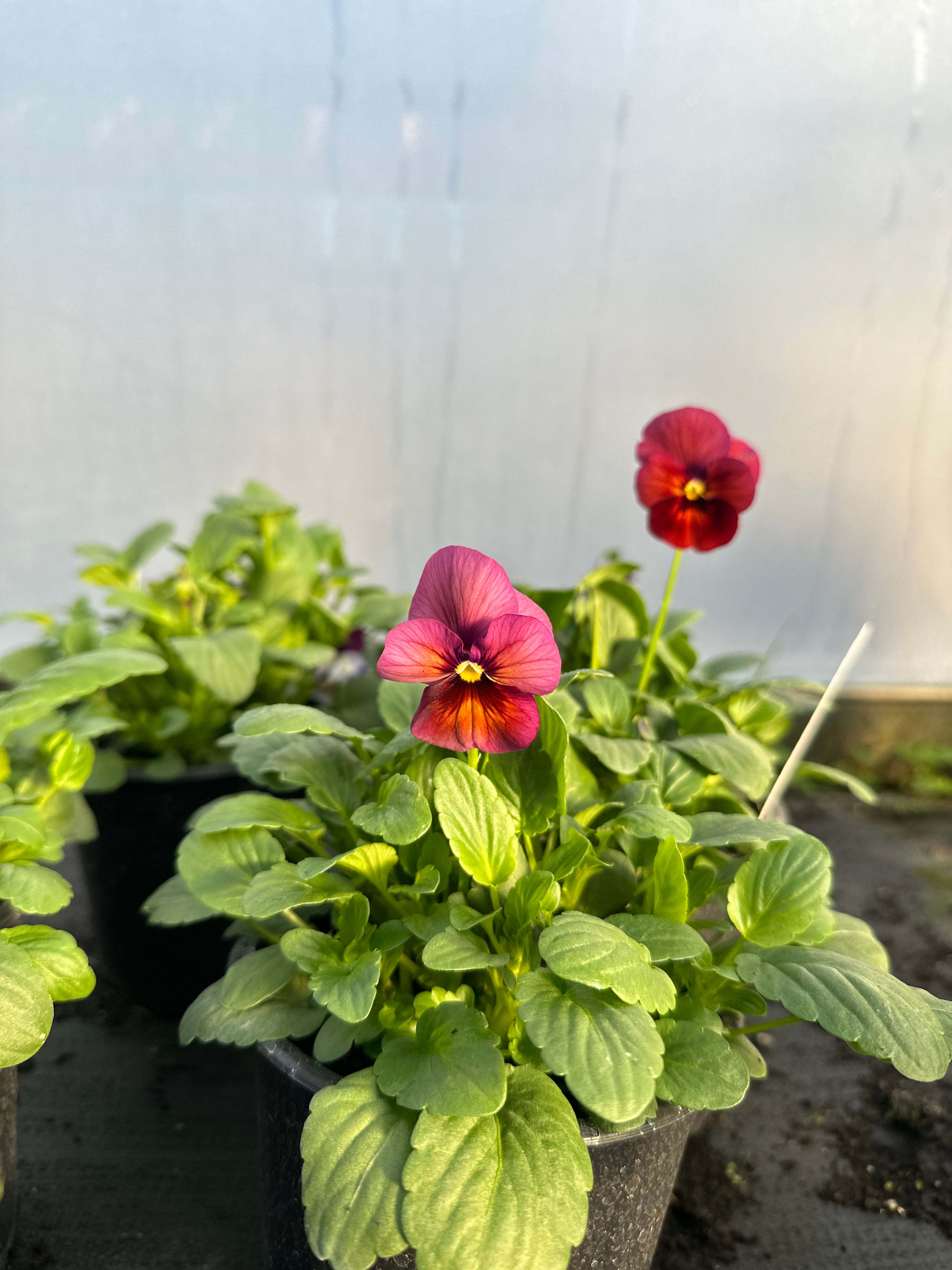 Pansy Nature Mulberry Shades Seedling Pack