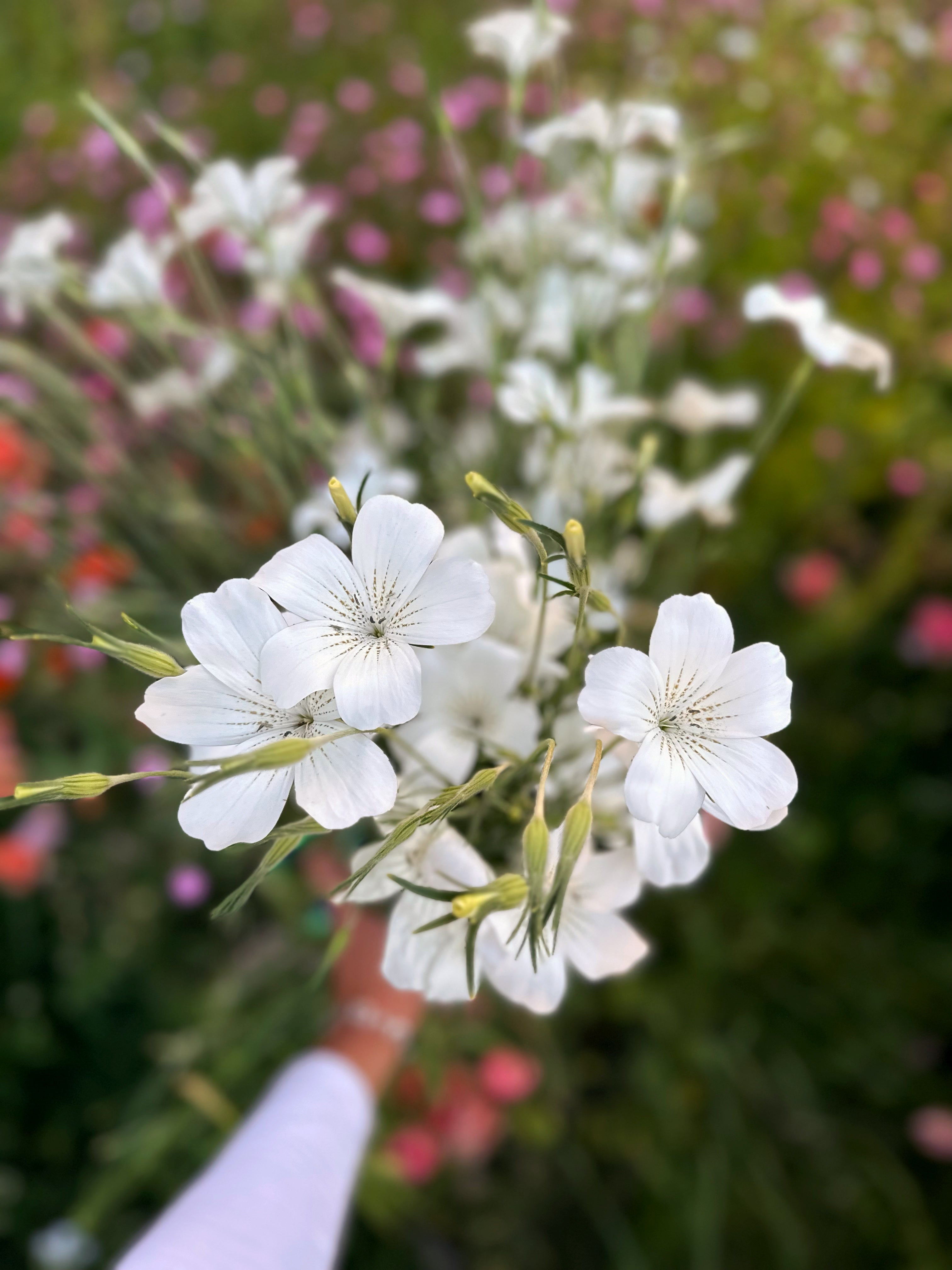 Cut Flower Agrostemma/Corncockle Seedling Pack