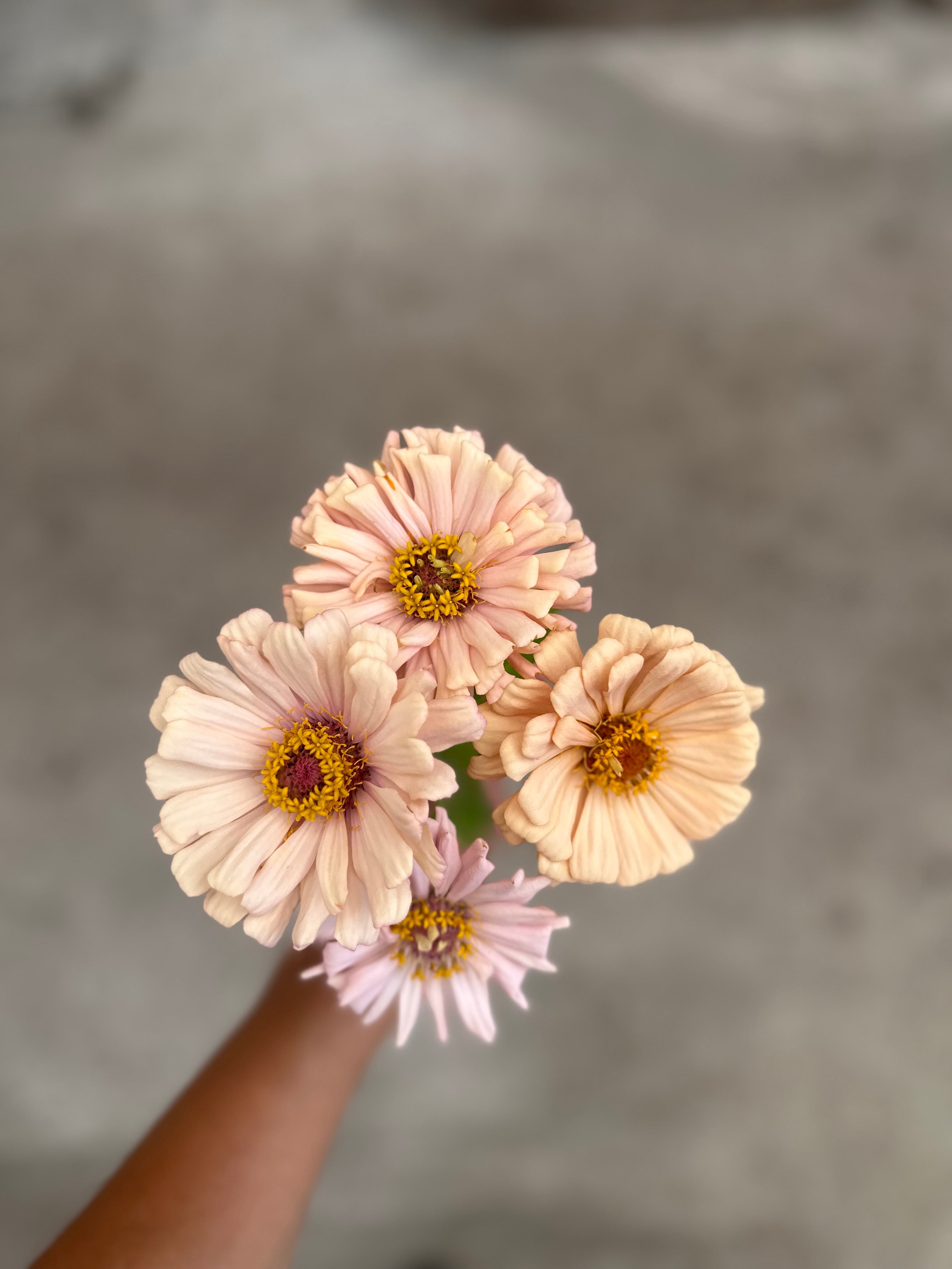 Cut Flower GF x 2nd Gen Floret Zinnia Seedlings