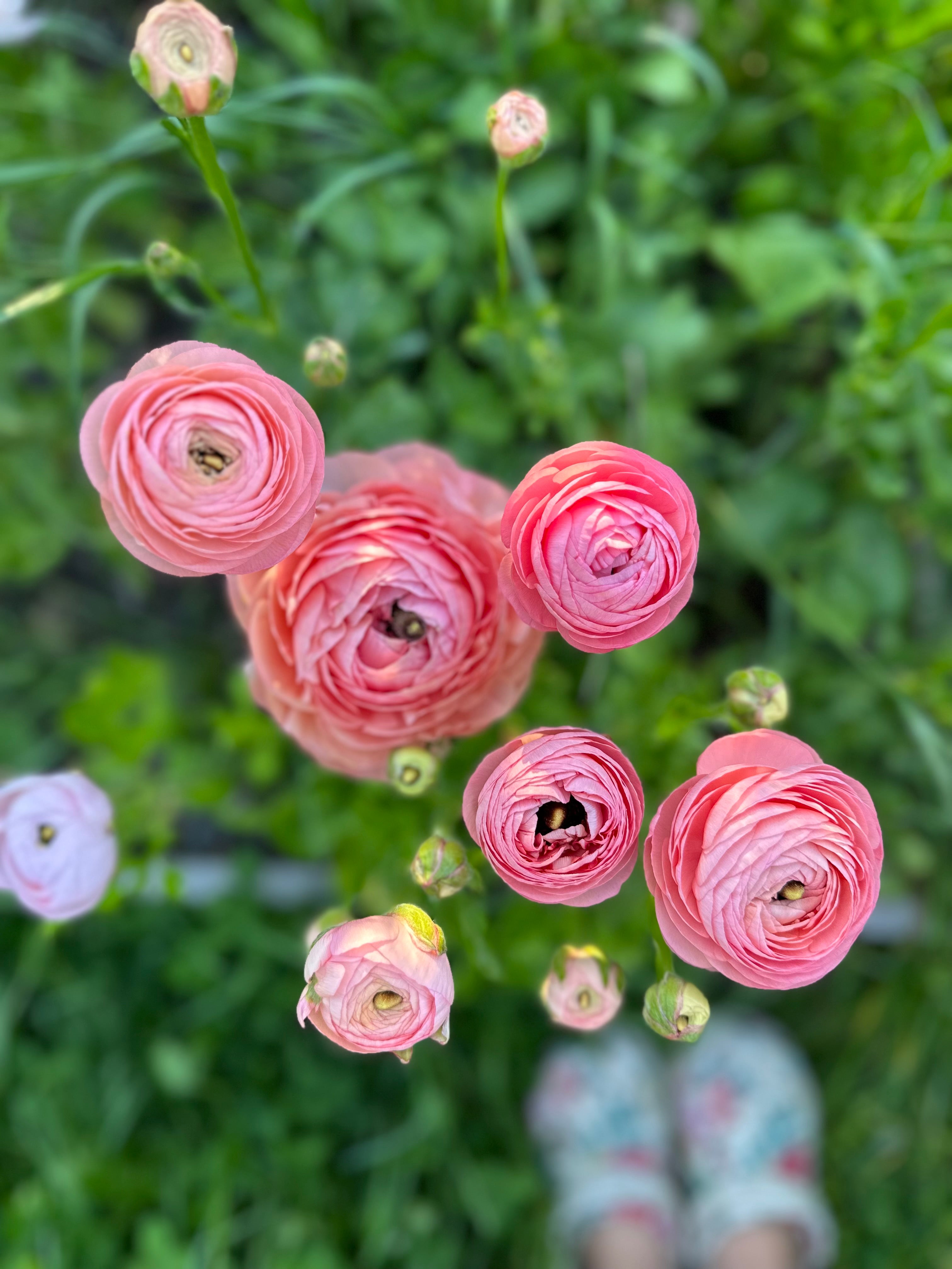 Cut Flower Ranunculus Italian Salmone Seedling Pack