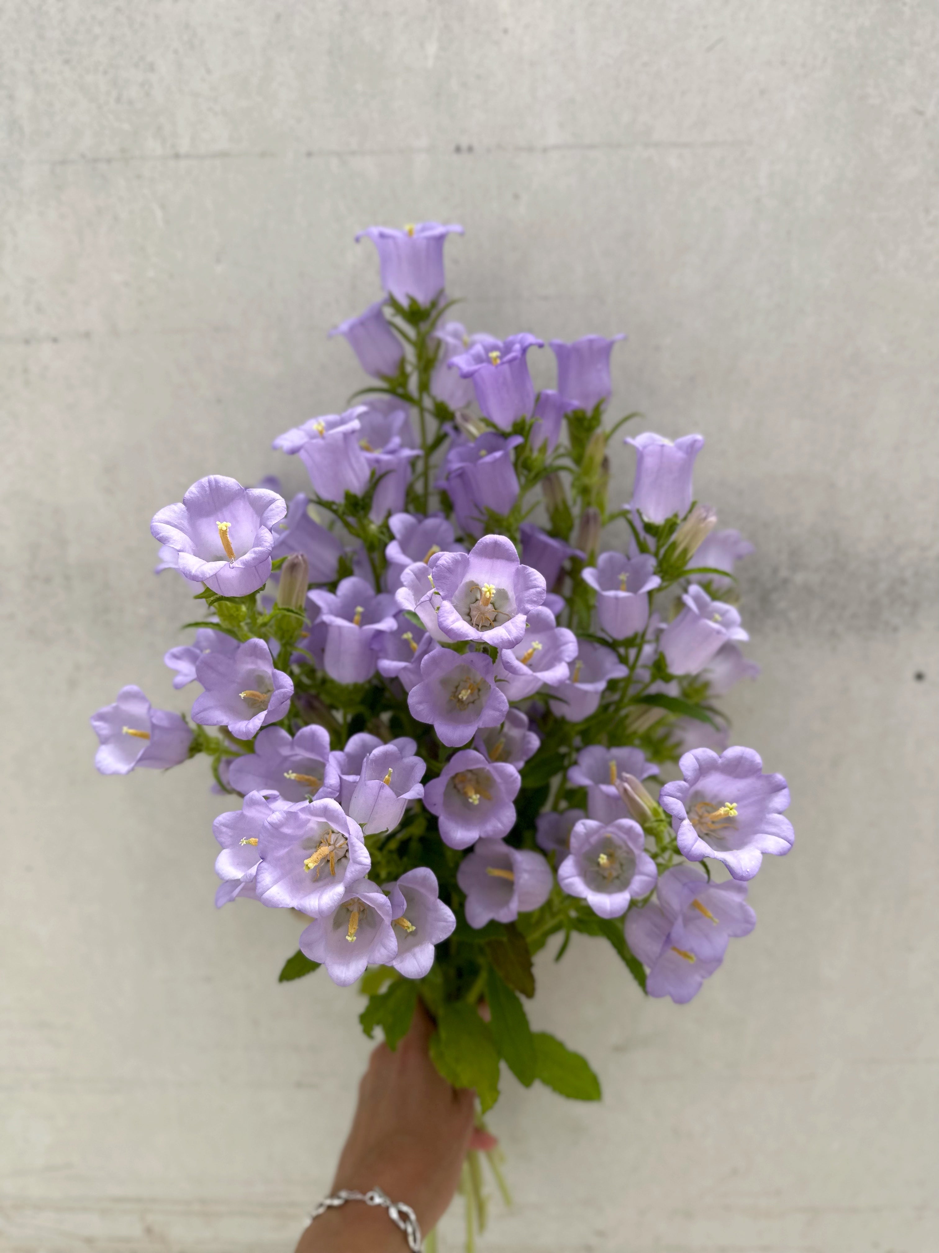 Cut Flower Campanula Champion Pro Series Lavender Seedling Pack