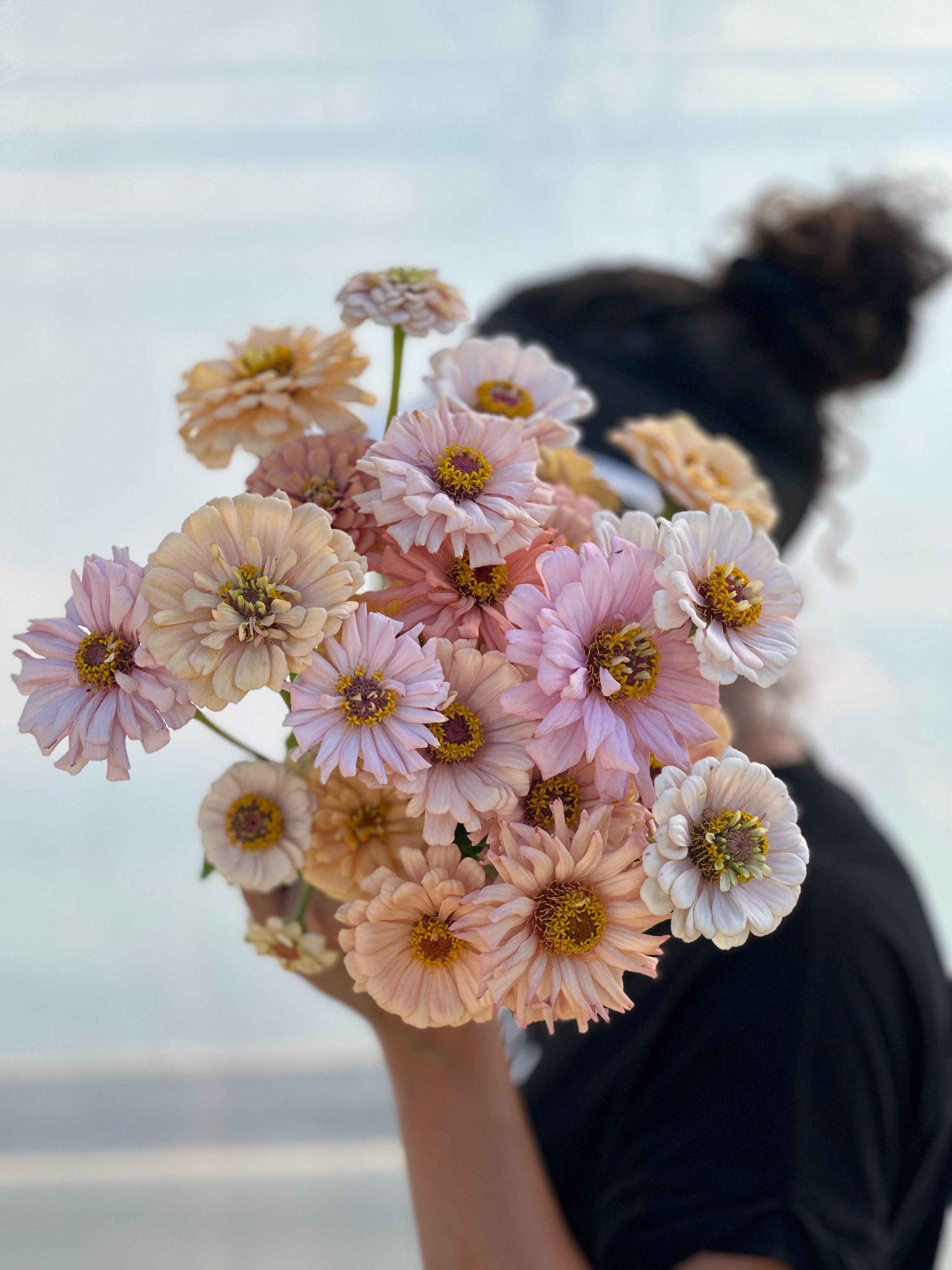 Cut Flower GF x 2nd Gen Floret Zinnia Seedlings