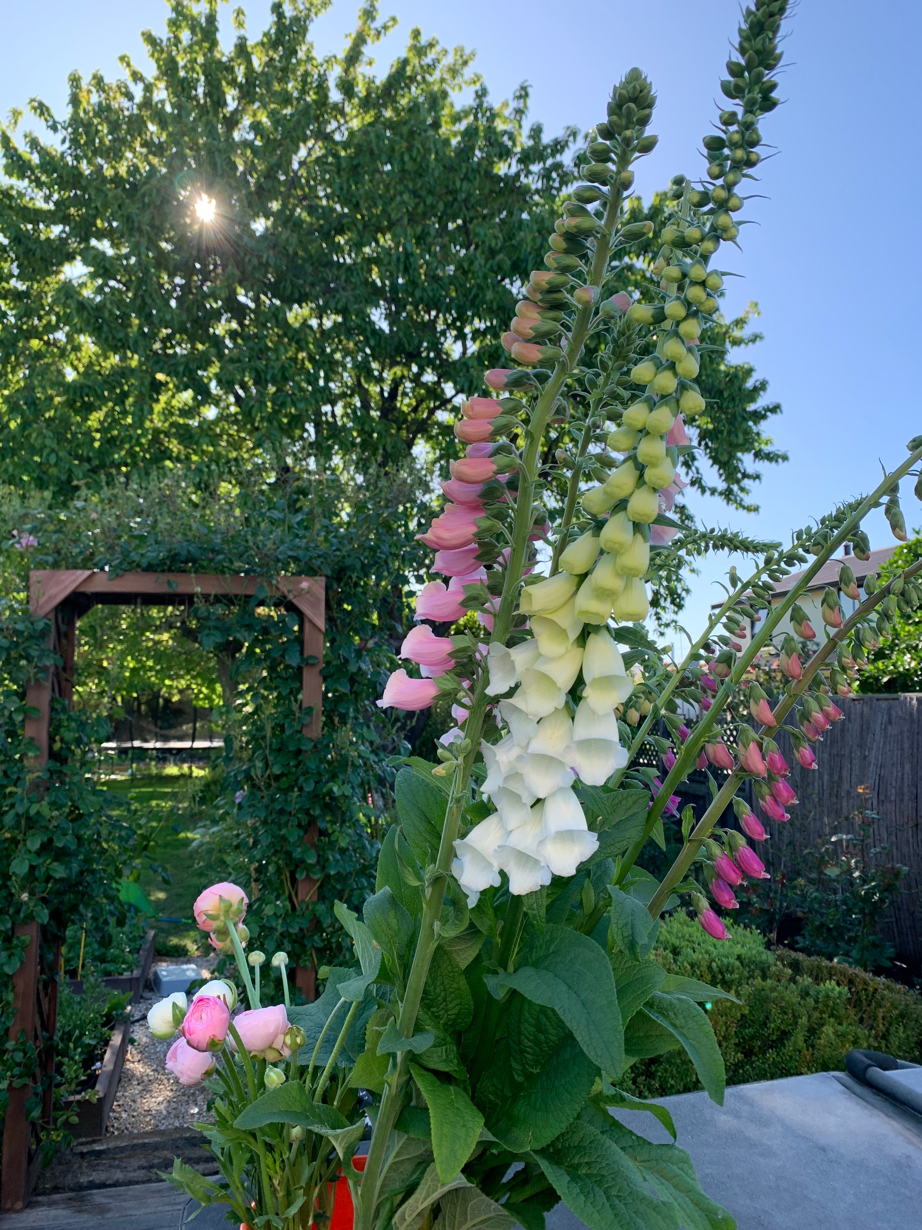 Cut Flower Foxglove Dalmatian Seedling Pack