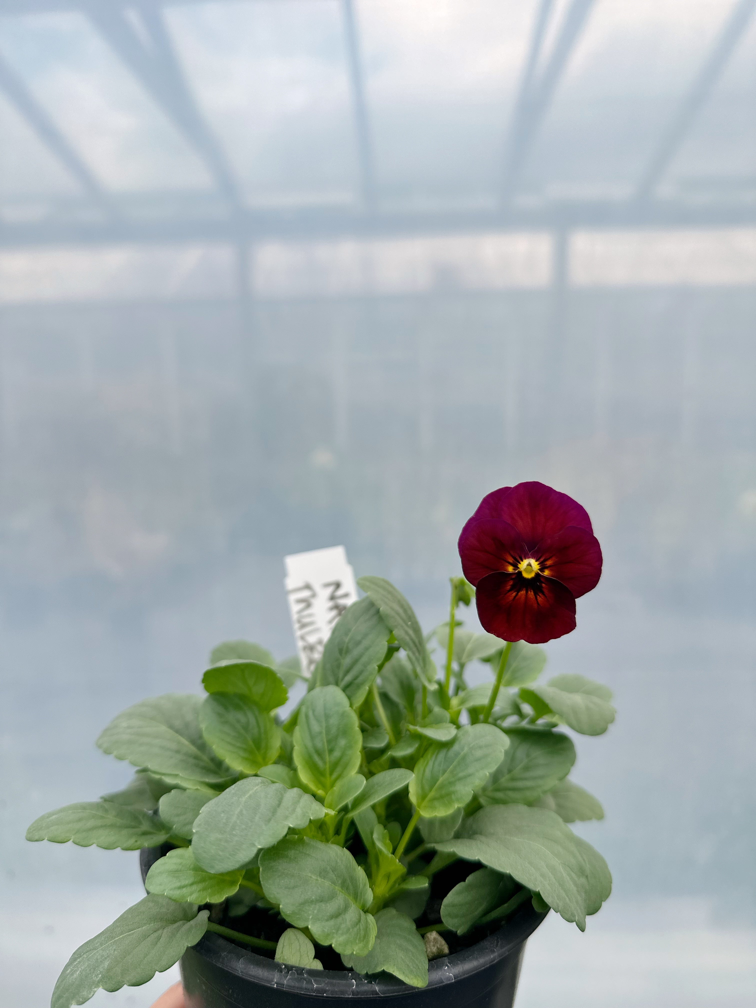 Pansy Nature Mulberry Shades Seedling Pack