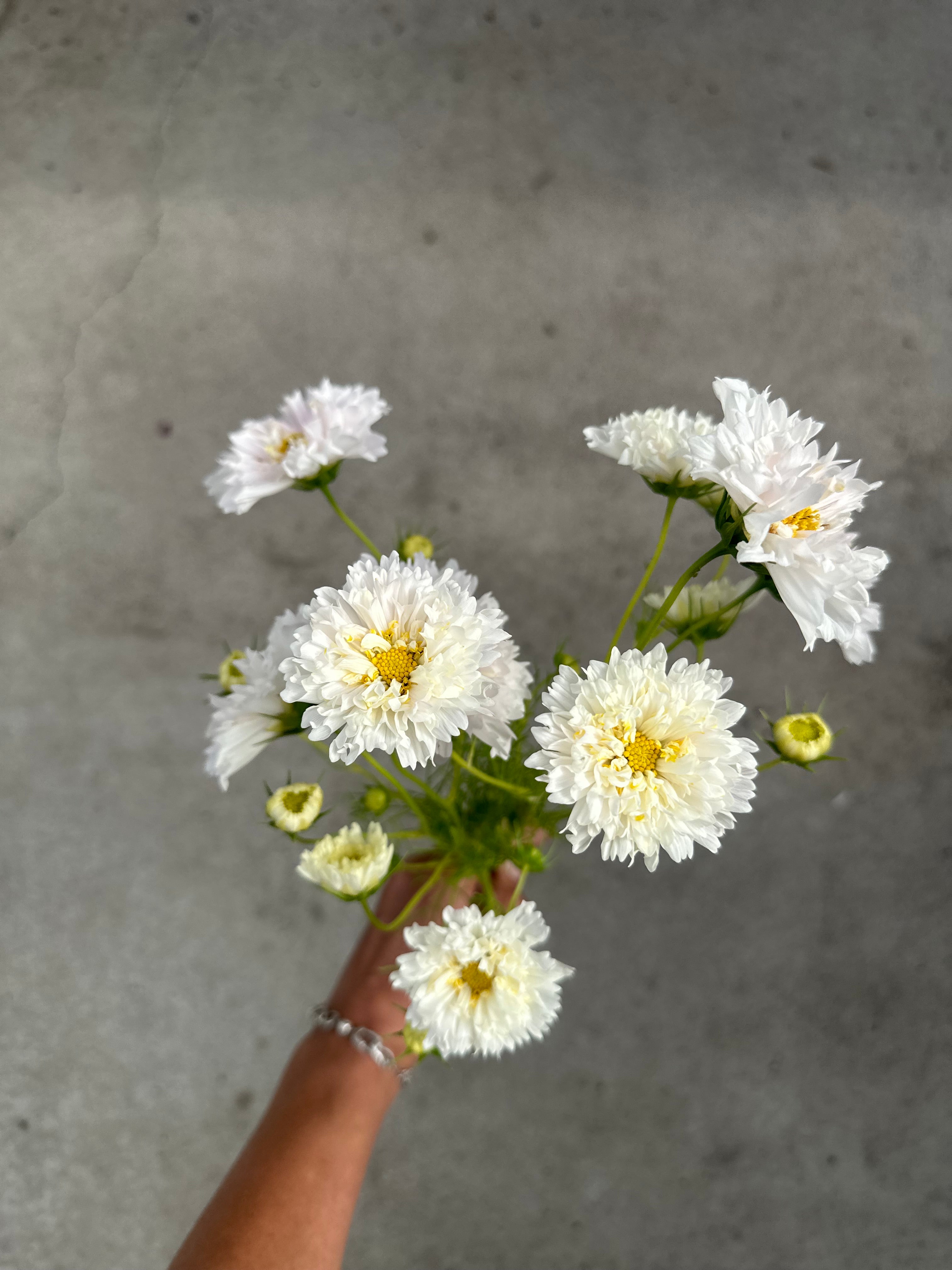 Cut Flower Cosmos Double Dutch Seedling Pack