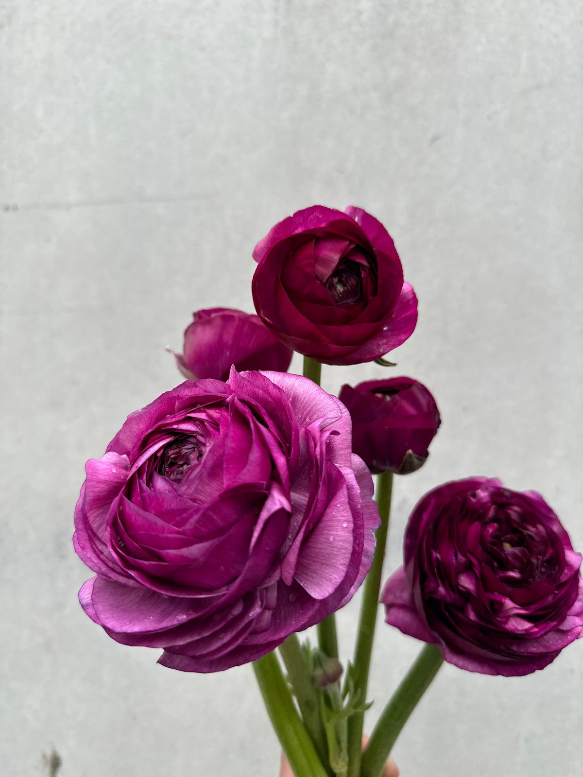 Italian Ranunculus Milka Cut Flower Ranunculus Italian Milka Seedling Pack