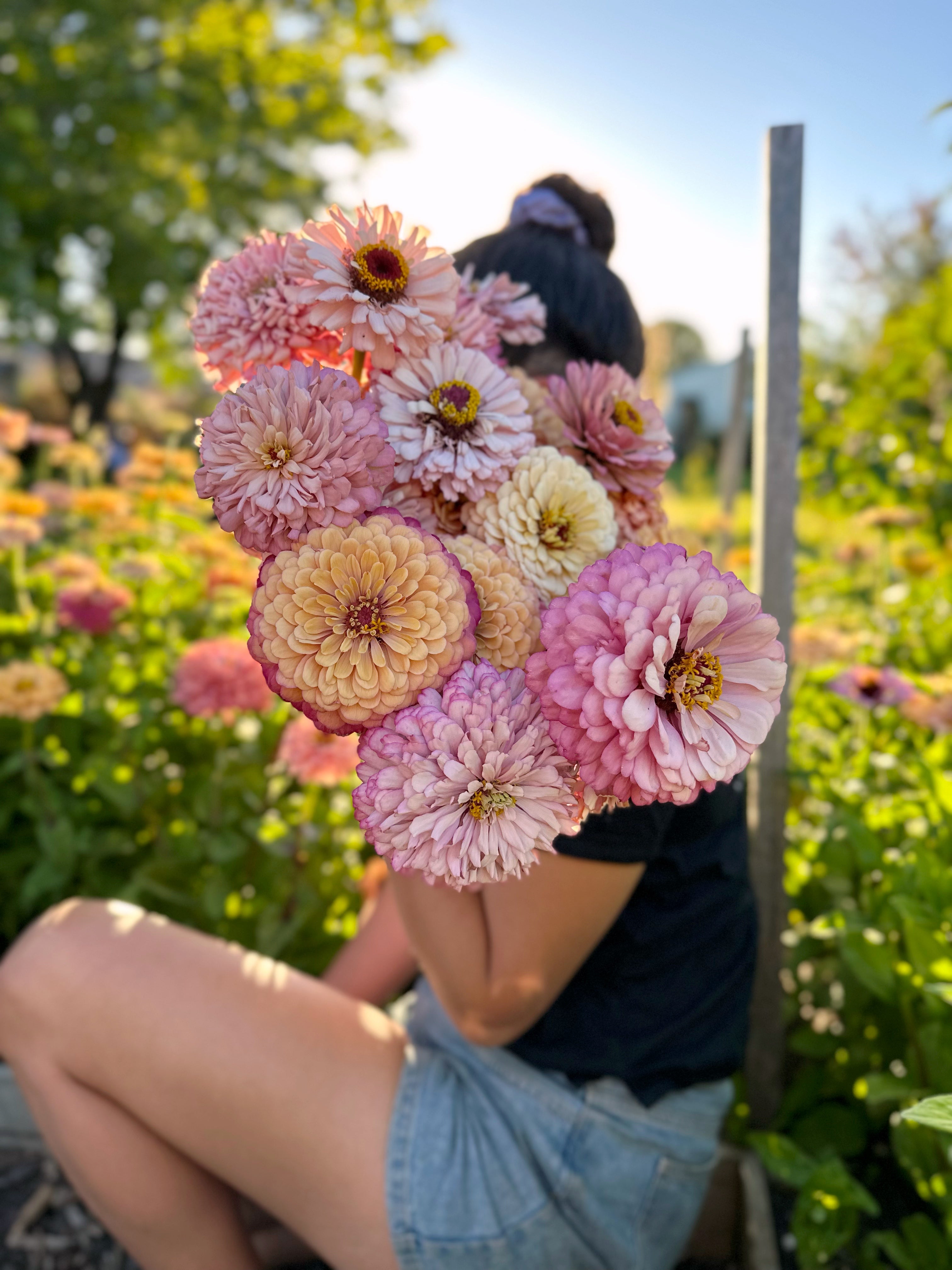 Cut Flower Floret Zinnia Seedlings