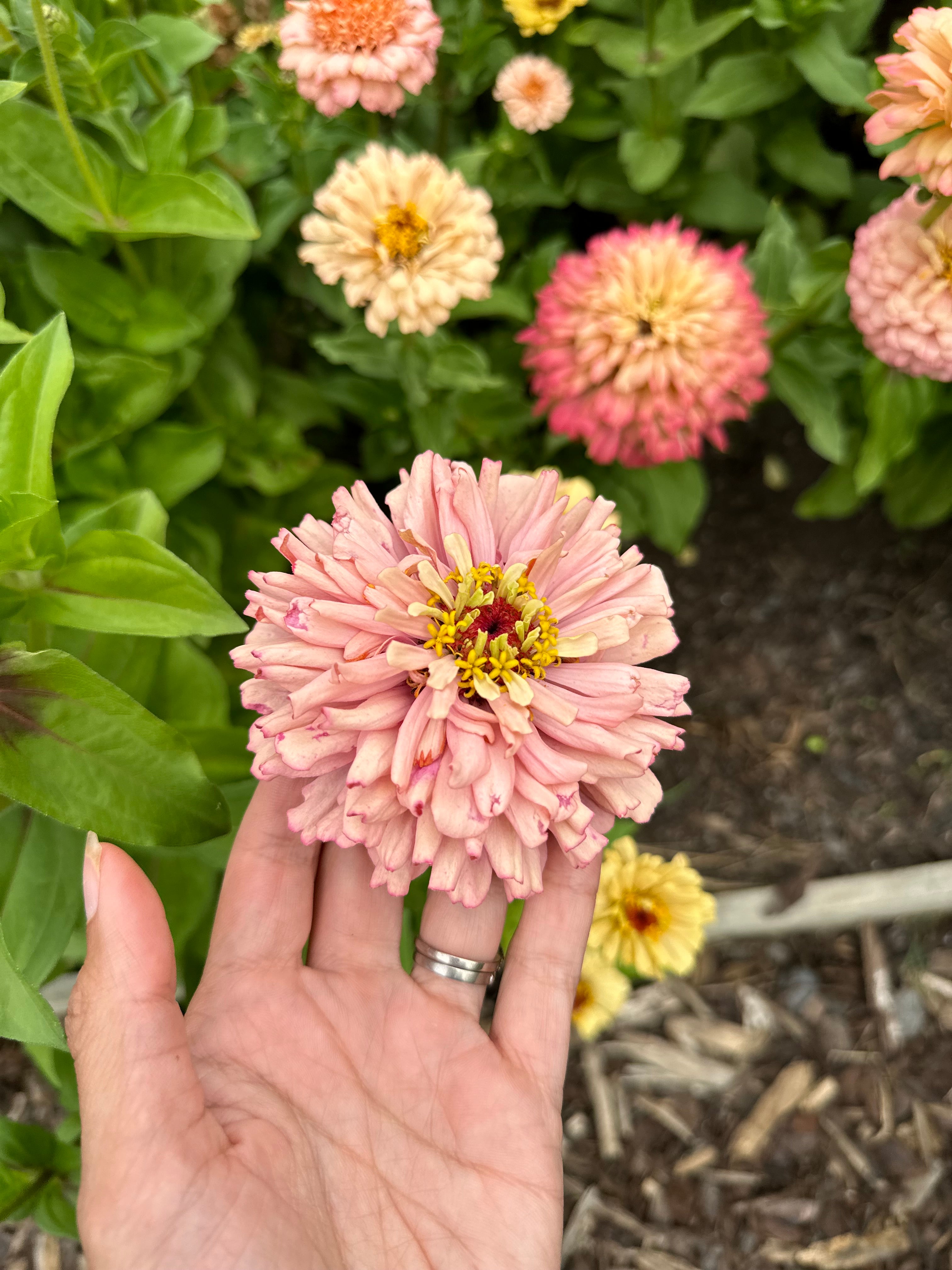 Cut Flower Floret Zinnia Seedlings