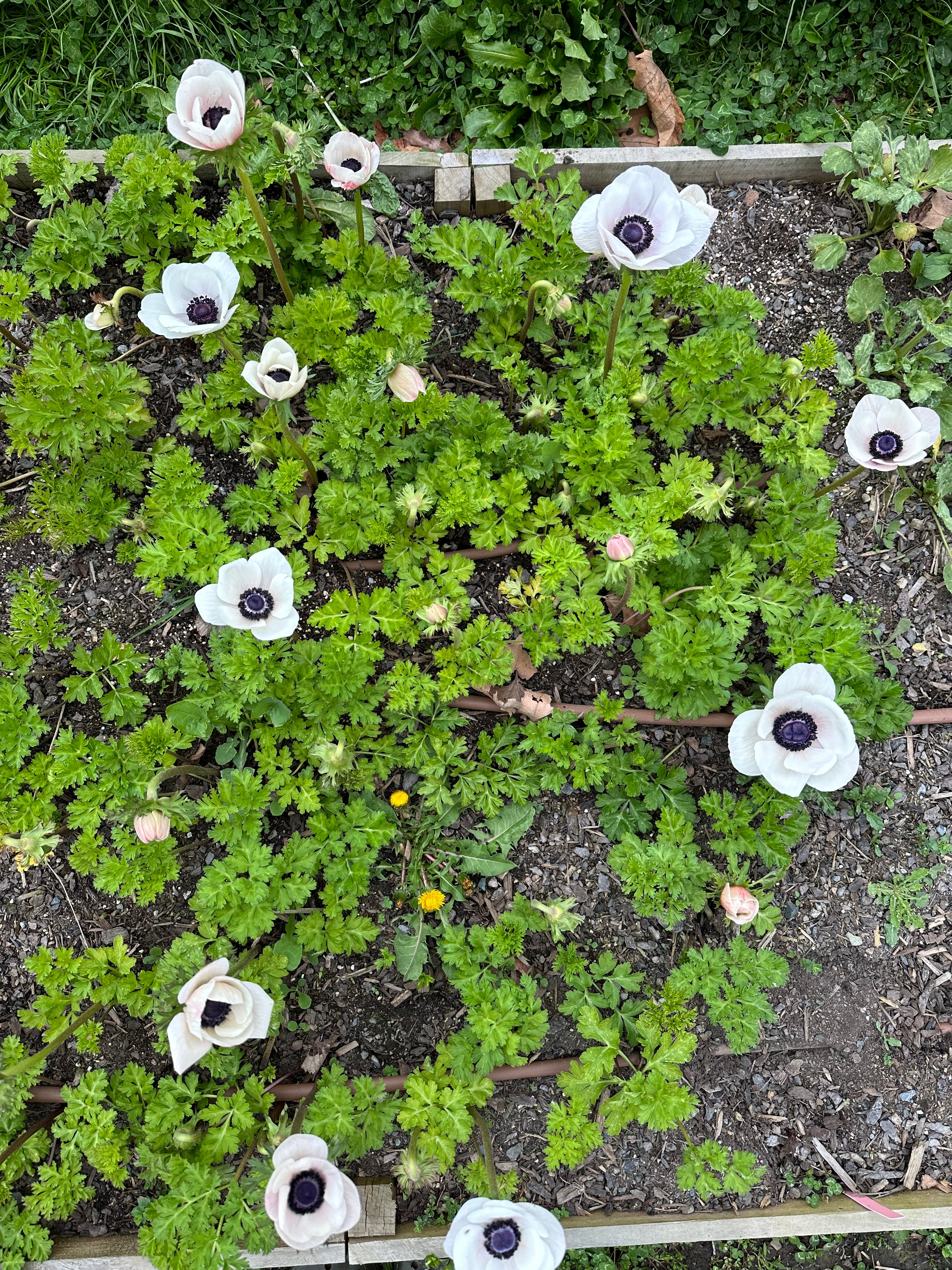 Cut Flower Anemone Mistral Panda Seedling Pack