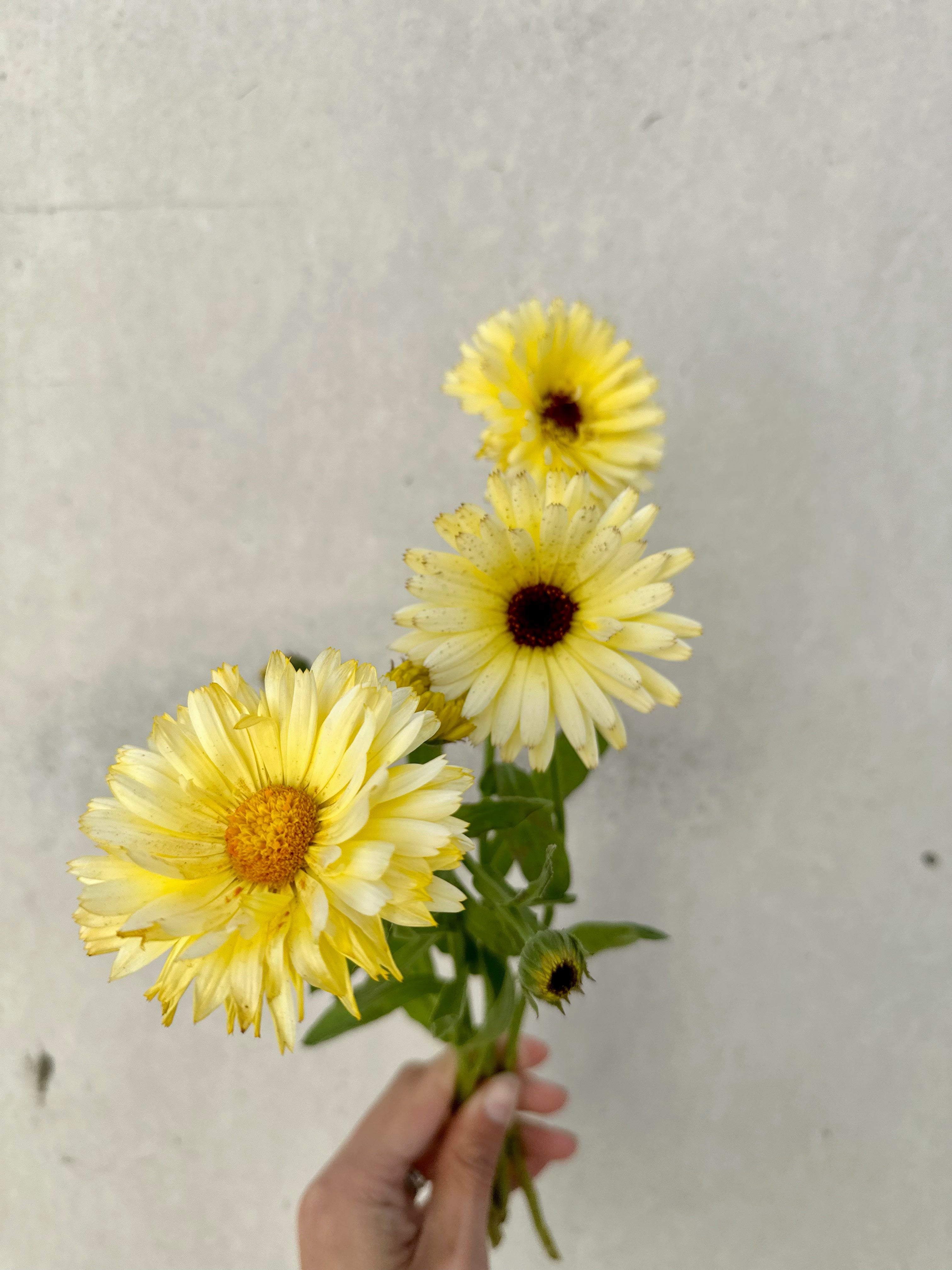 Cut Flower Calendula Ivory Princess Seedling Pack