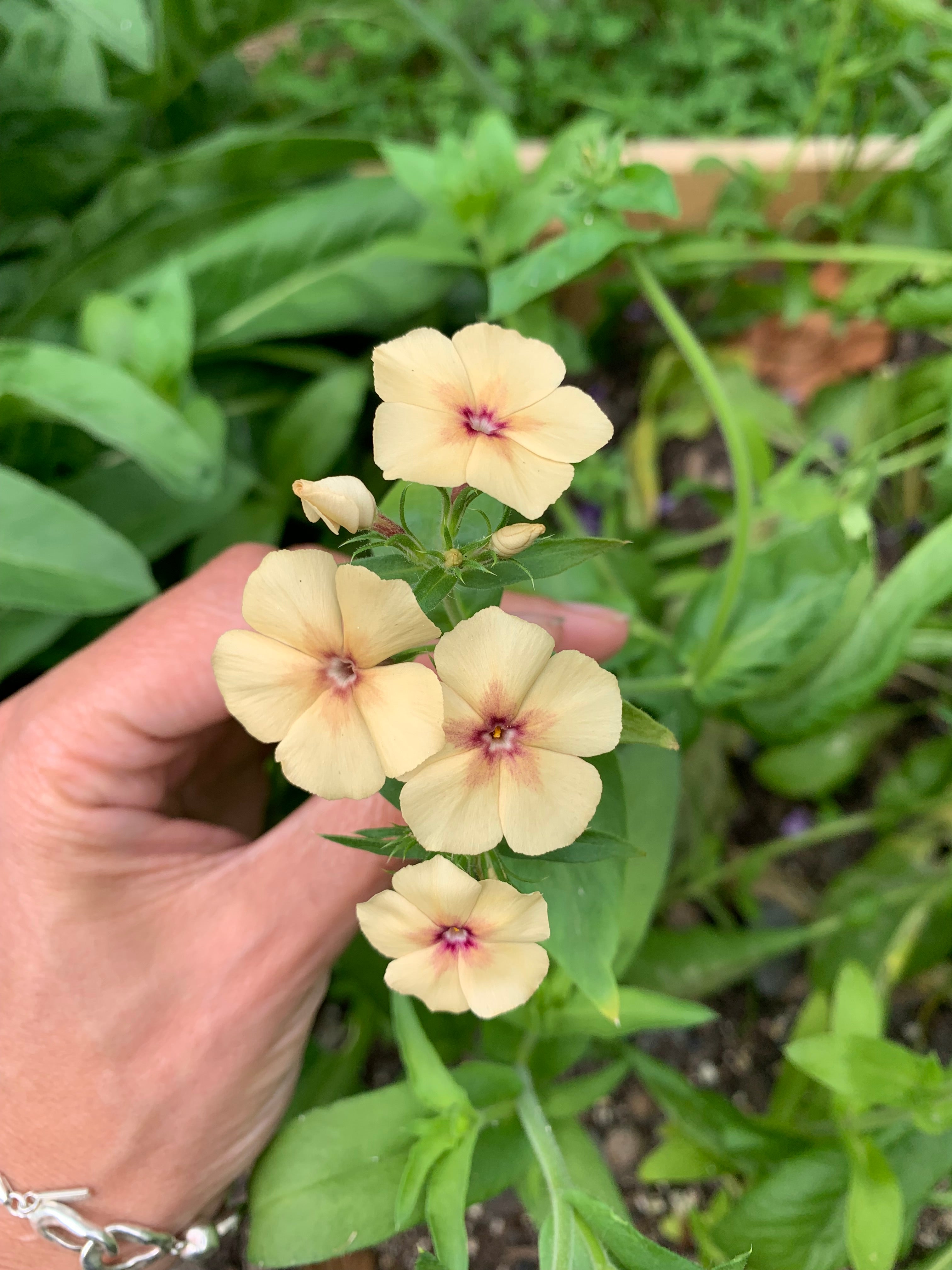 Cut Flower Phlox Seedling Pack