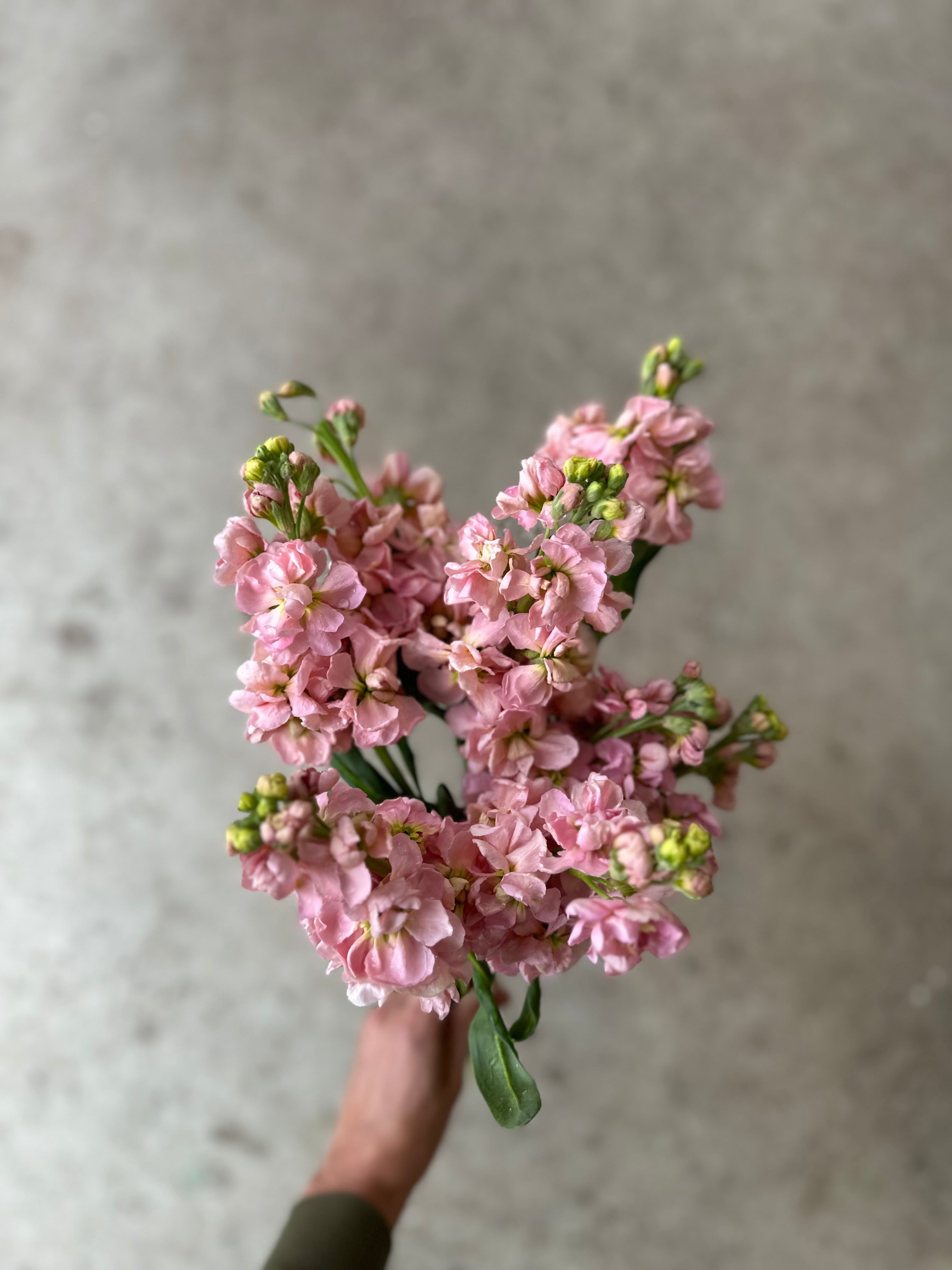Cut Flower Katz Stock 12 Seedling Pack