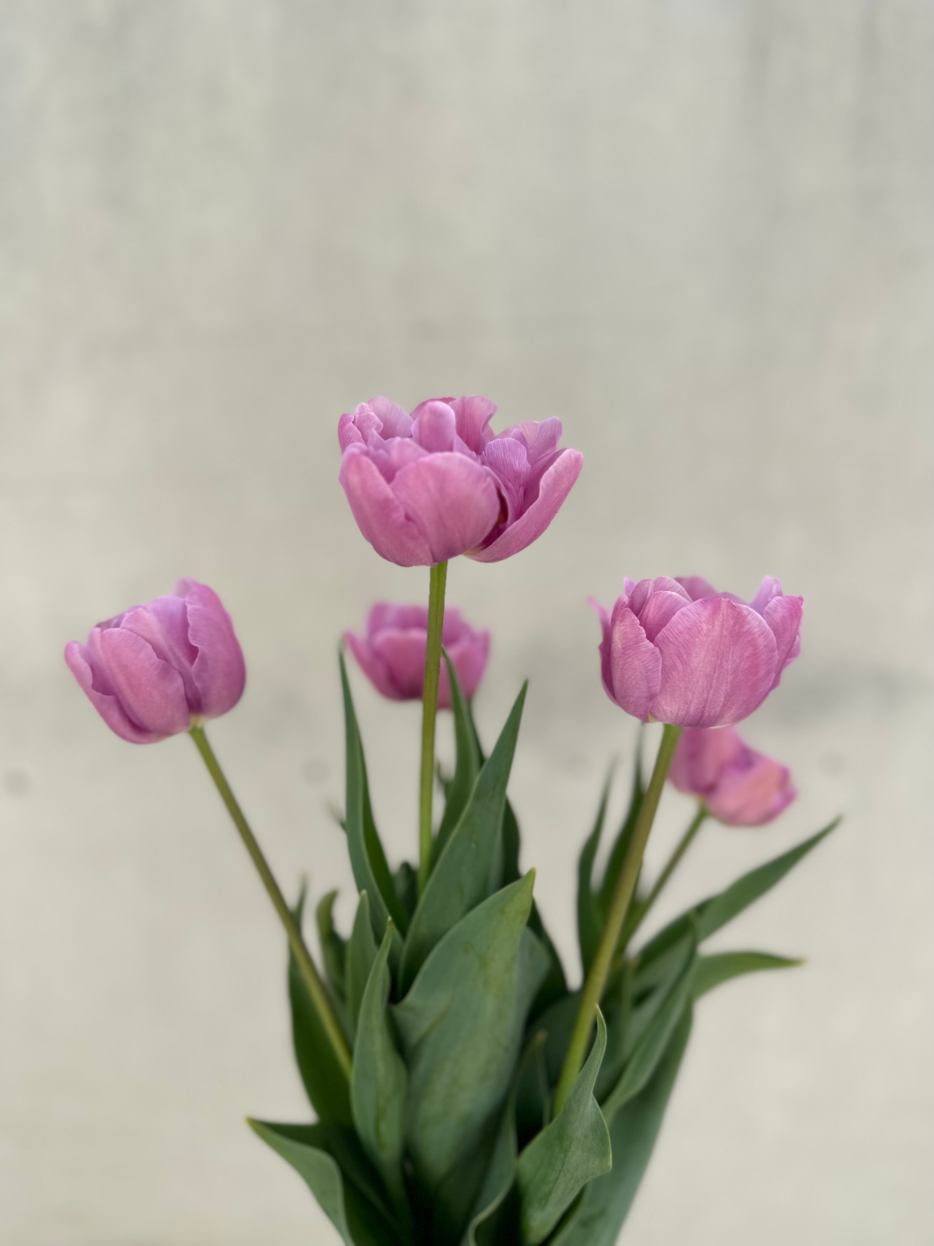 Tulip Kickstart