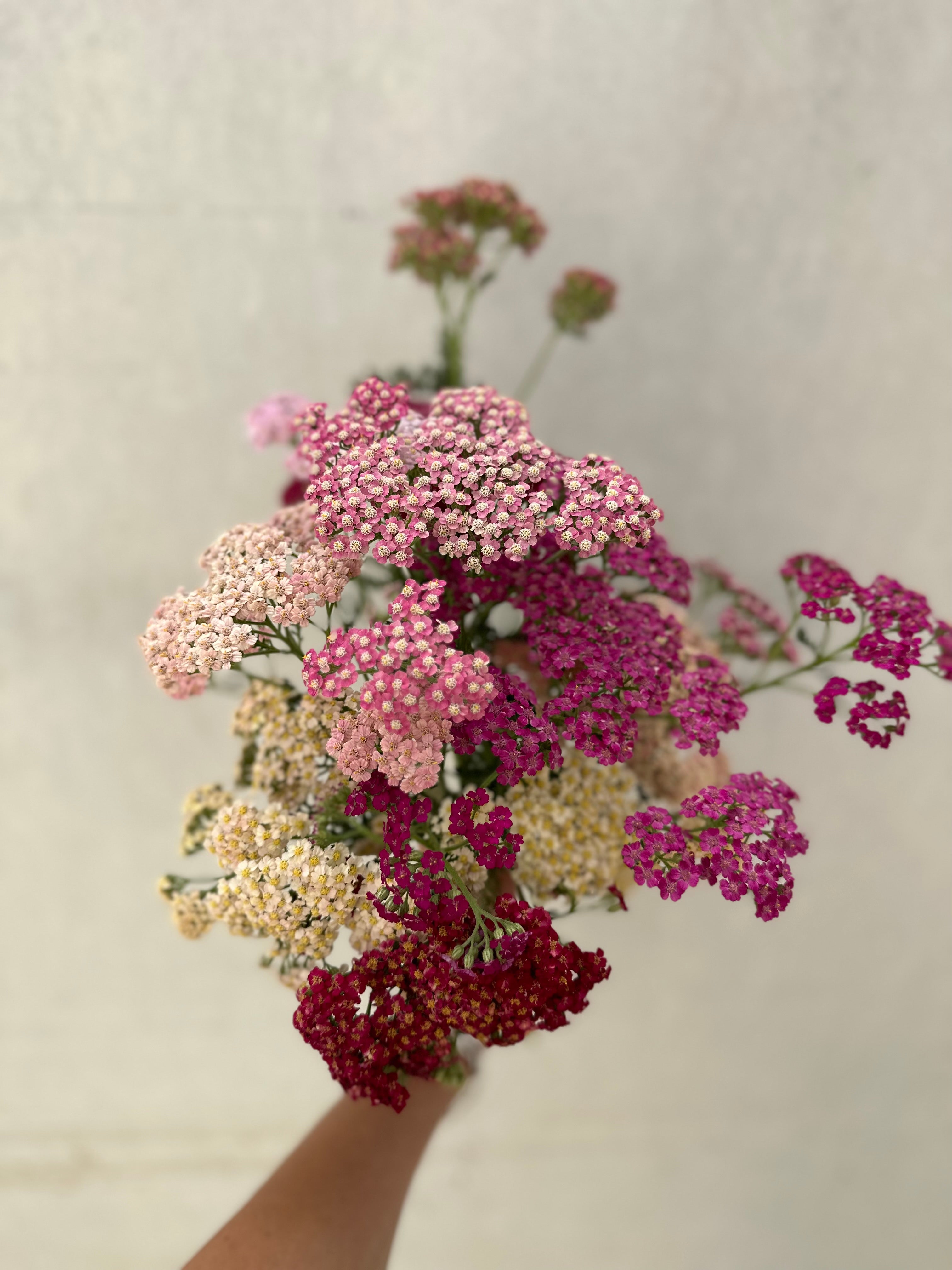 Cut Flower Achillea Pastel Berry Seedling Pack