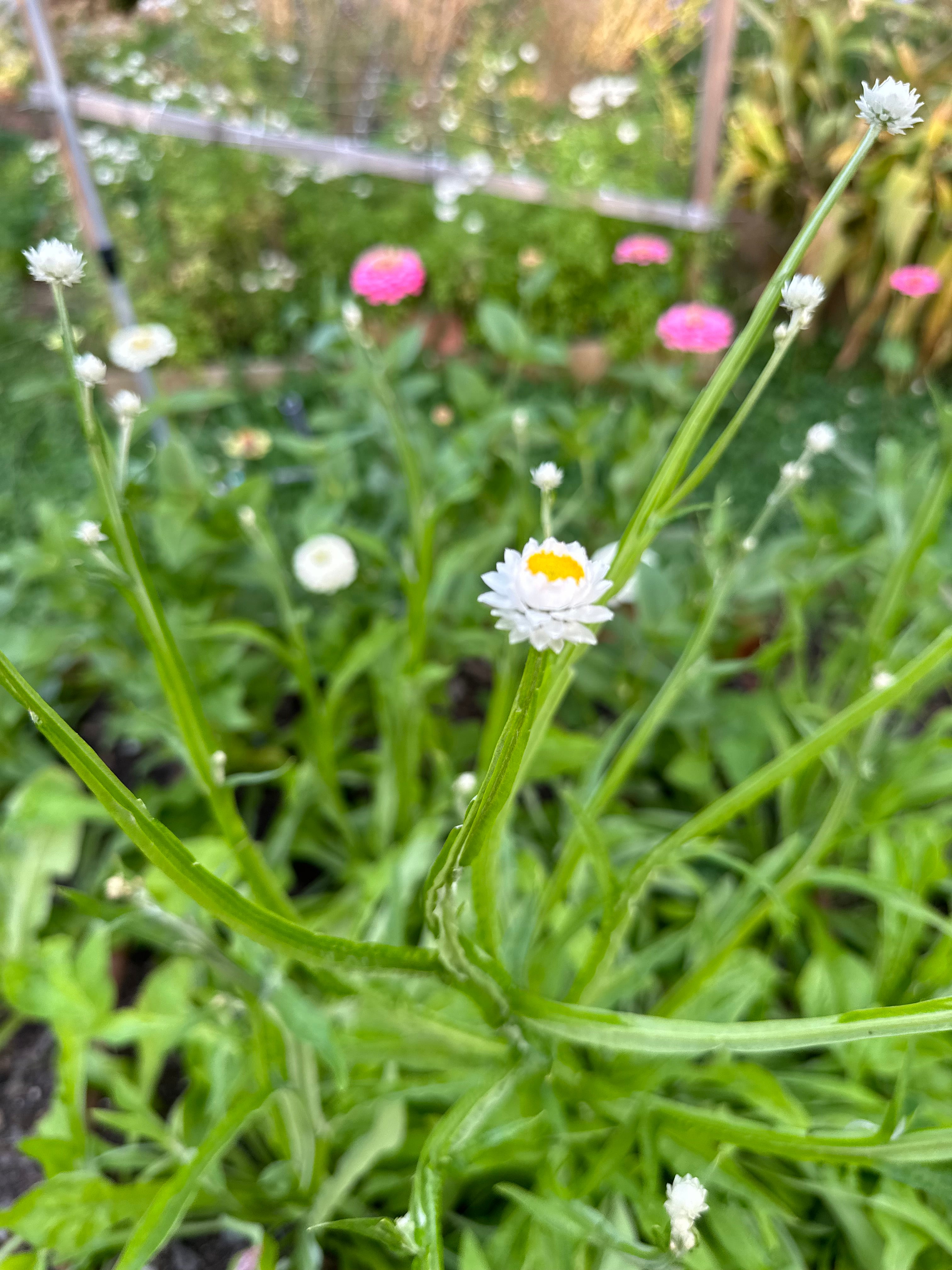 Cut Flower Ammobium Winged Everlasting Seedling Pack