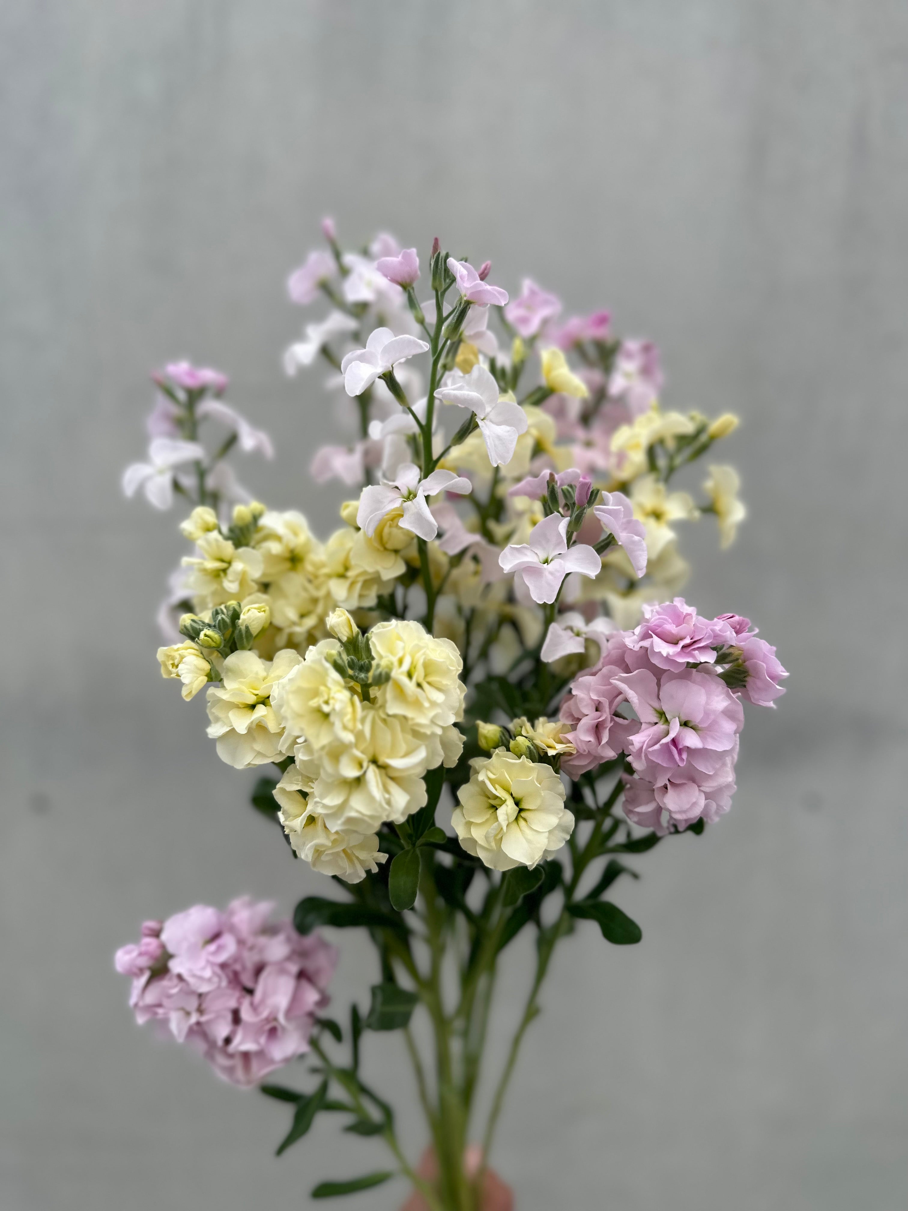 Cut Flower Stock Quartet Pastel Seedling Pack