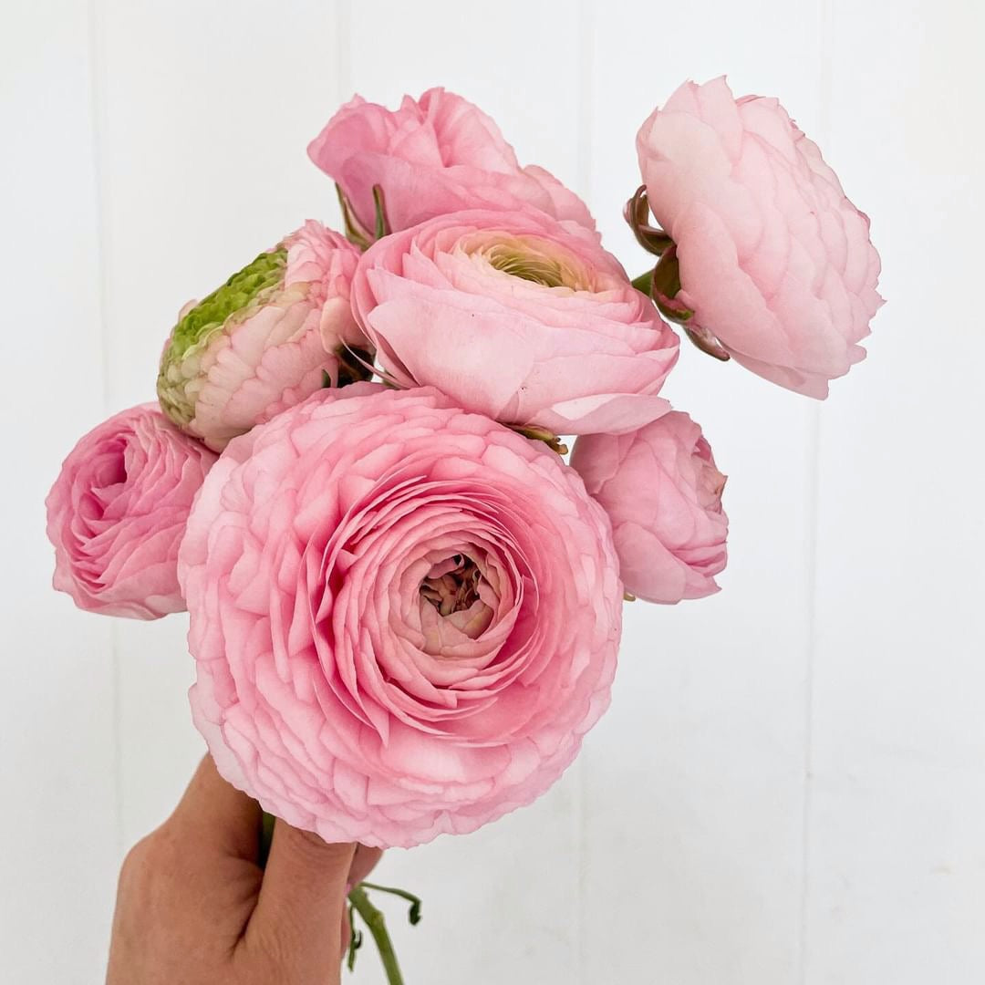RANUNCULUS