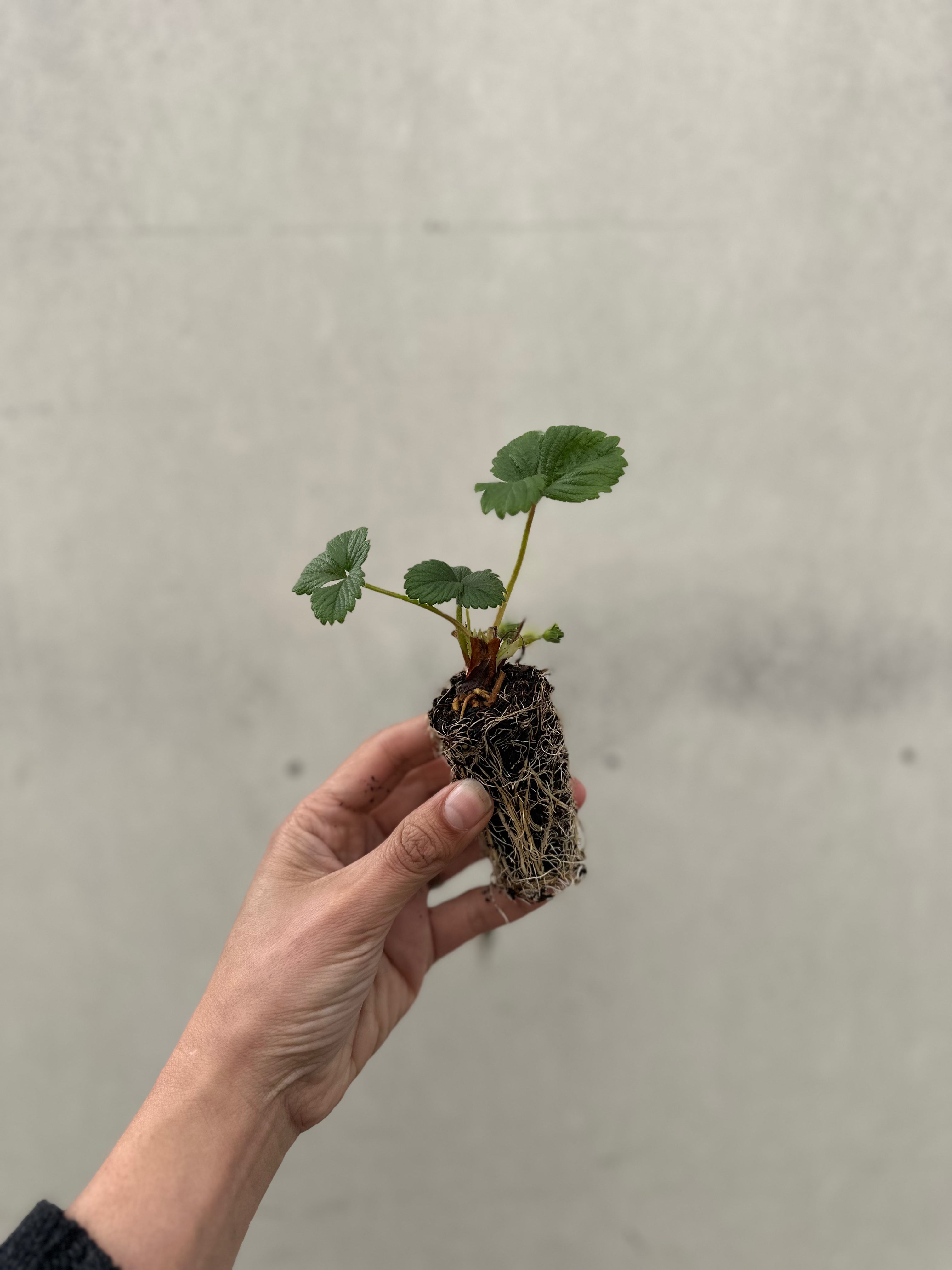 Strawberry Plug Plants