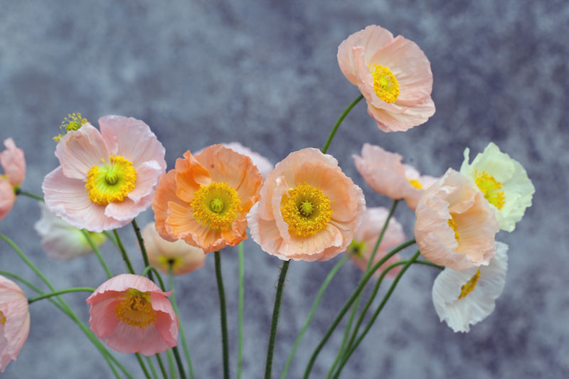 Cut Flower Icelandic Poppy G&G 'Pastels with a Pop' Seedling Pack