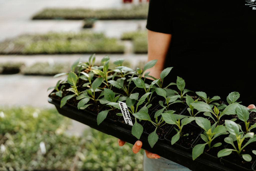 Cut Flower Floret Dahlia Seedlings