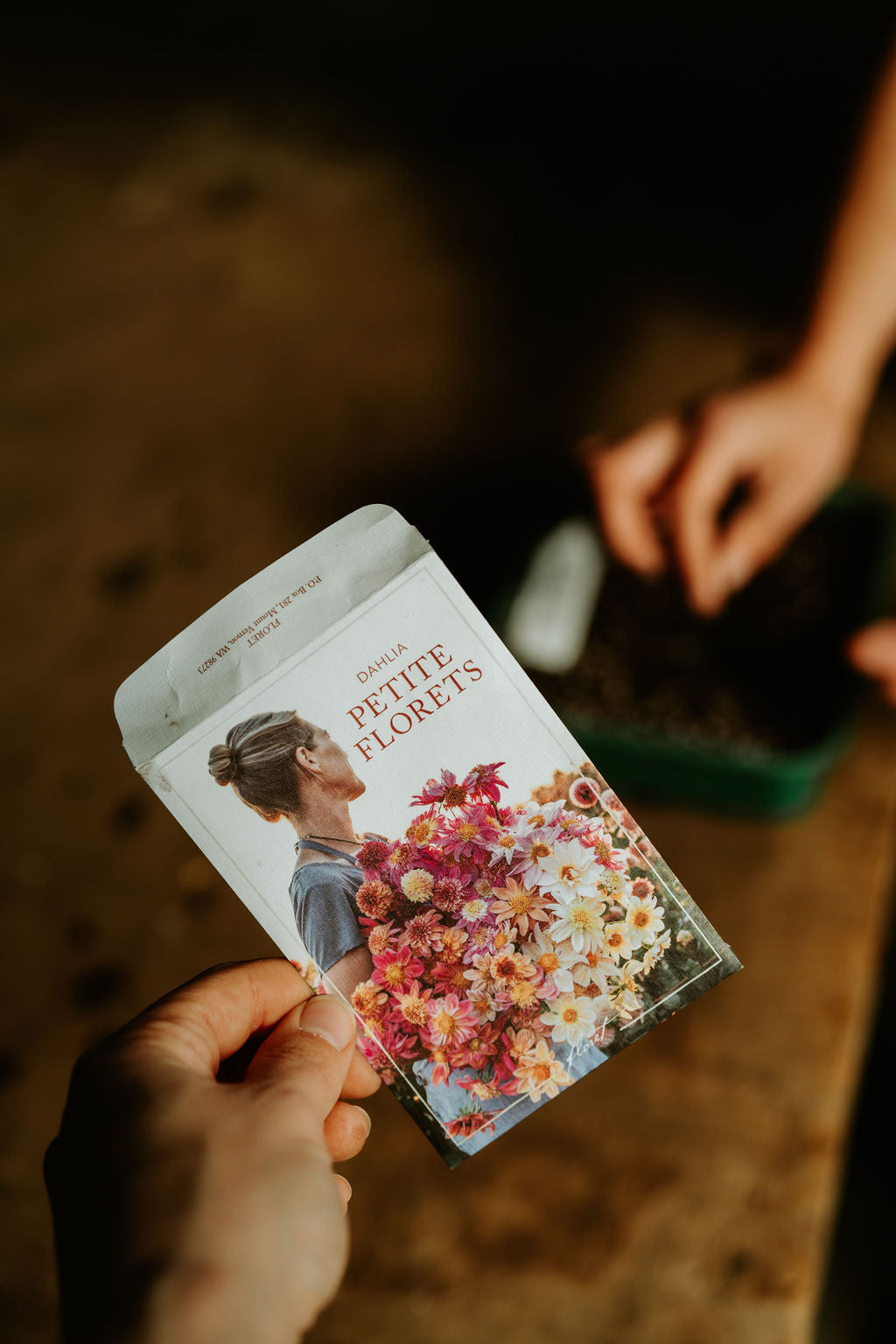 Cut Flower Floret Dahlia Seedlings