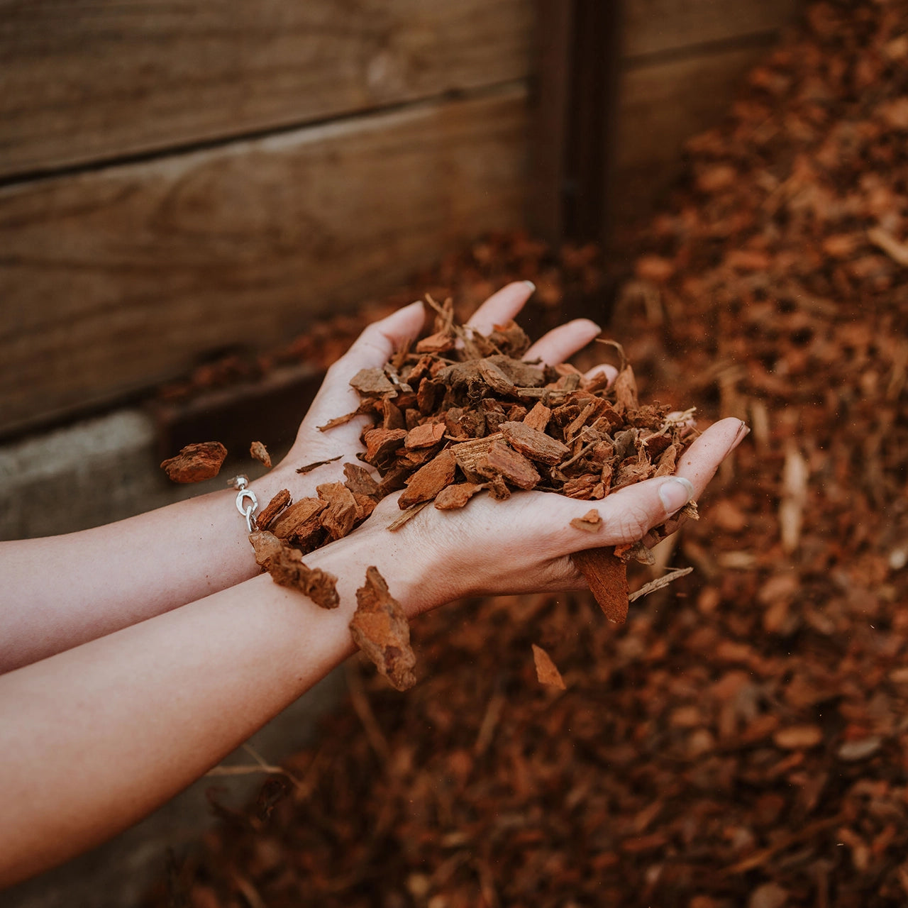 Medium Bark available at Gray Floral in Blenheim