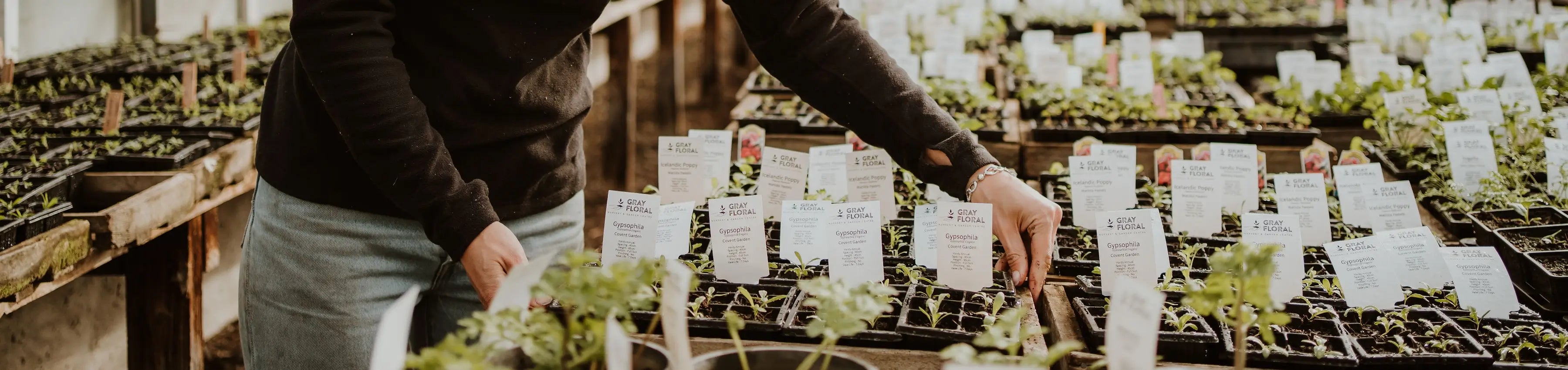  A wide range of plants available at Gray Floral in Blenheim