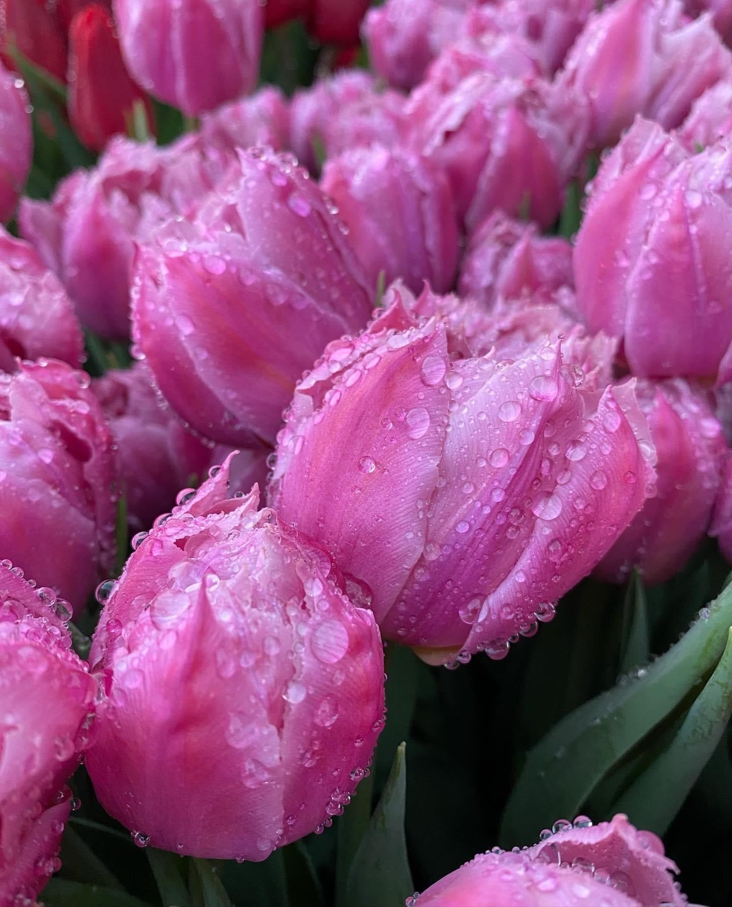 Tulip Double Princess