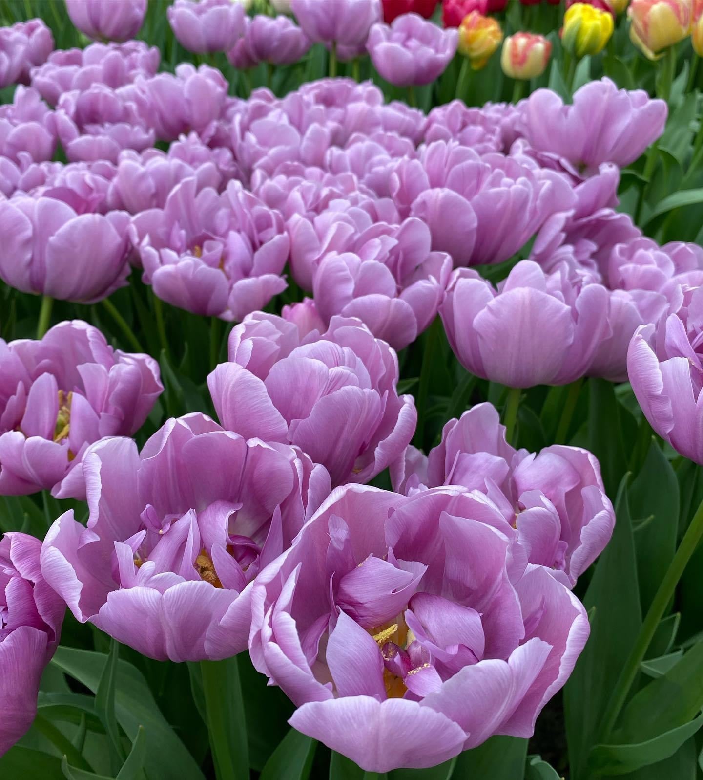 Tulip Peony Collection 60 Bulb Pack