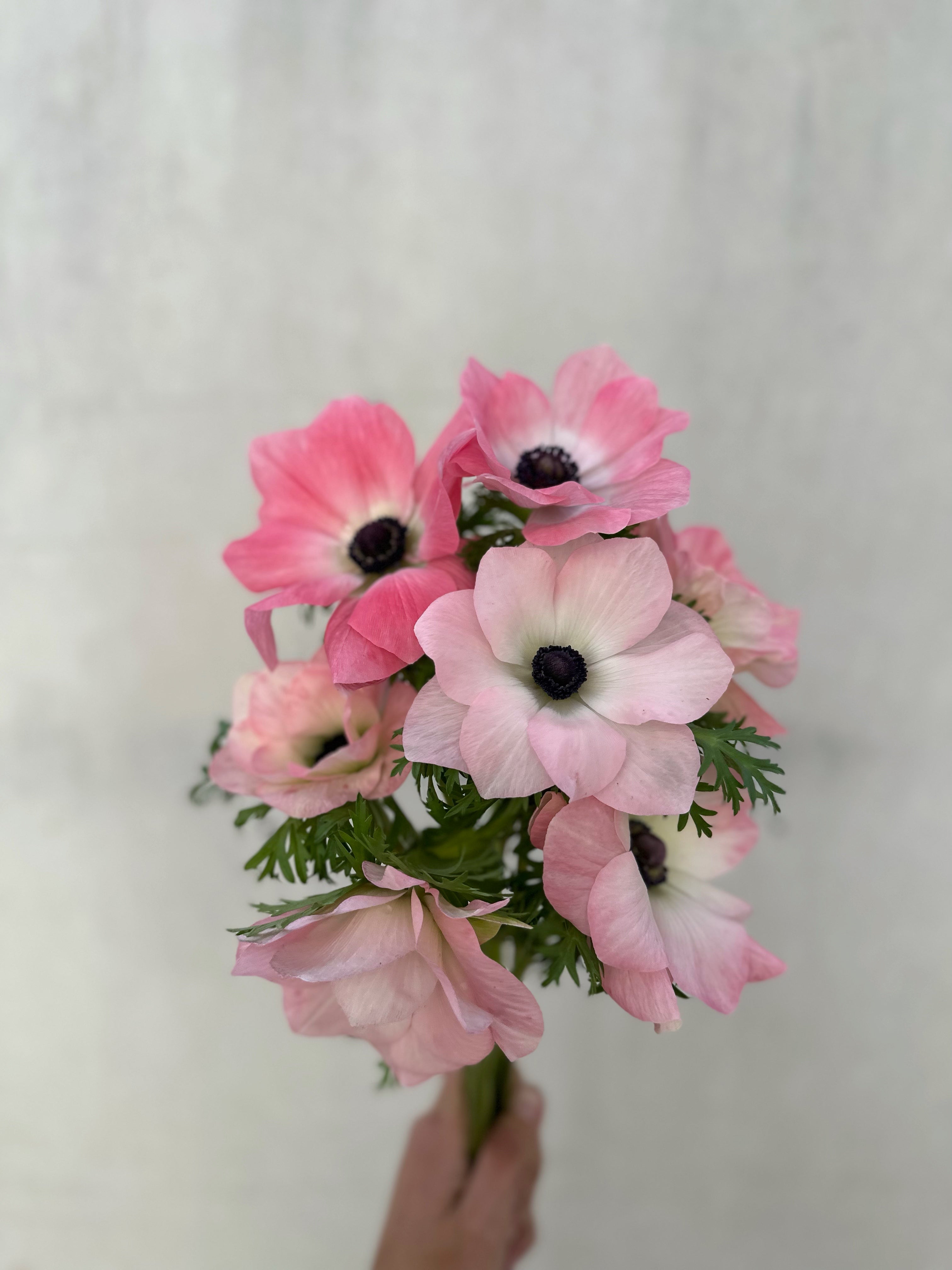 Cut Flower Anemones - 2nd Year Plants