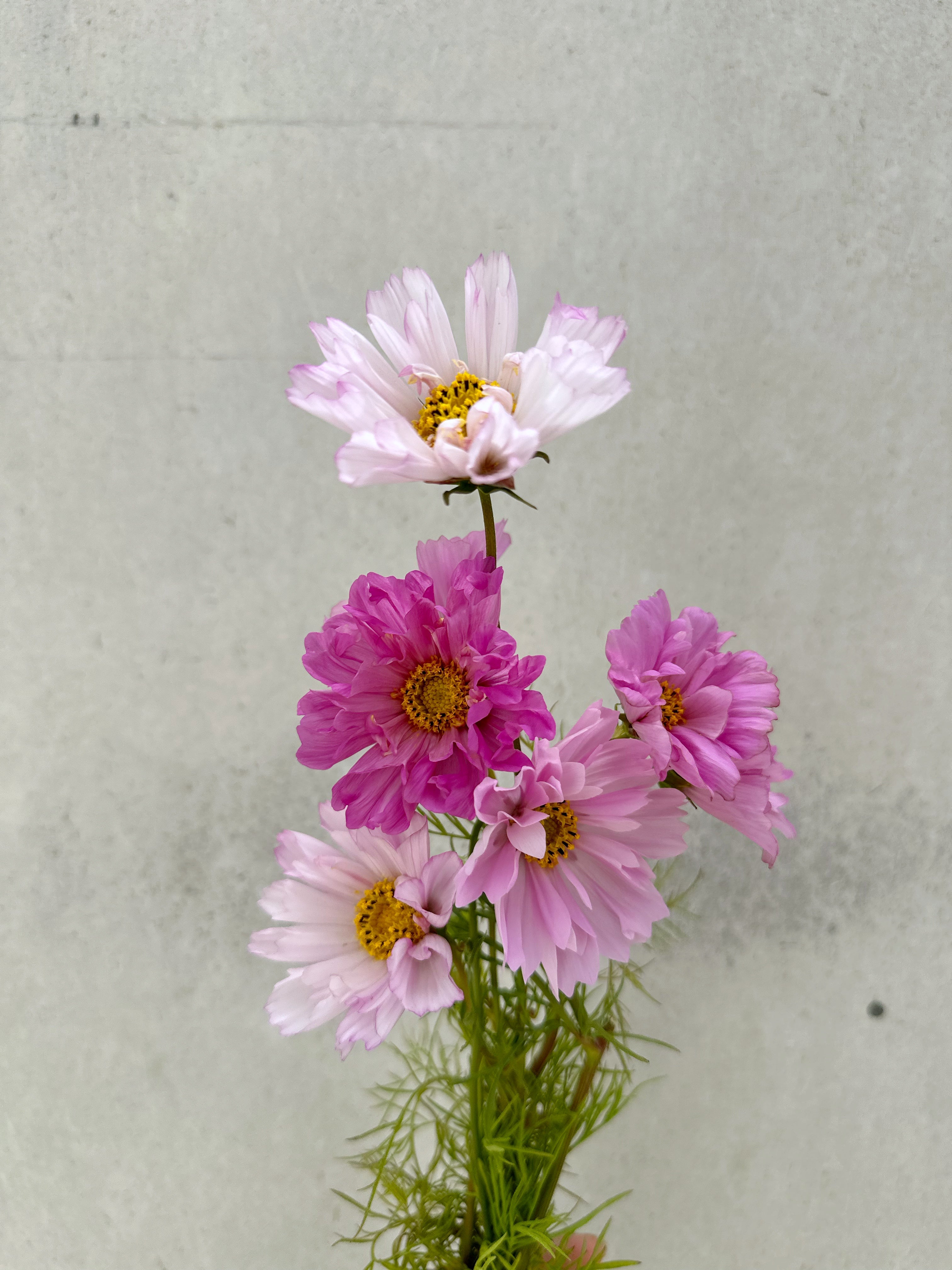 Cut Flower Cosmos Double Dutch Seedling Pack