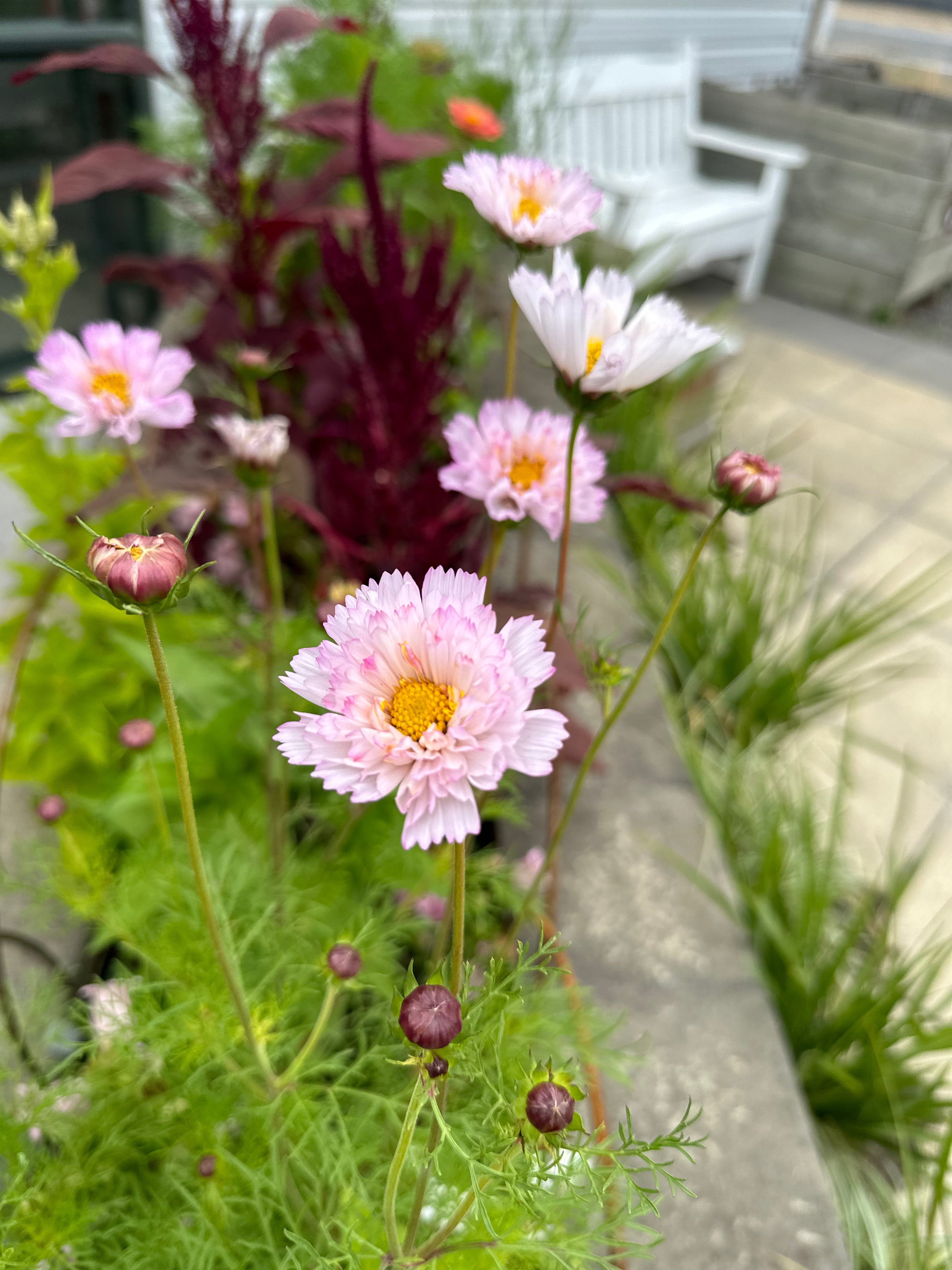 Cut Flower Cosmos Double Dutch Seedling Pack