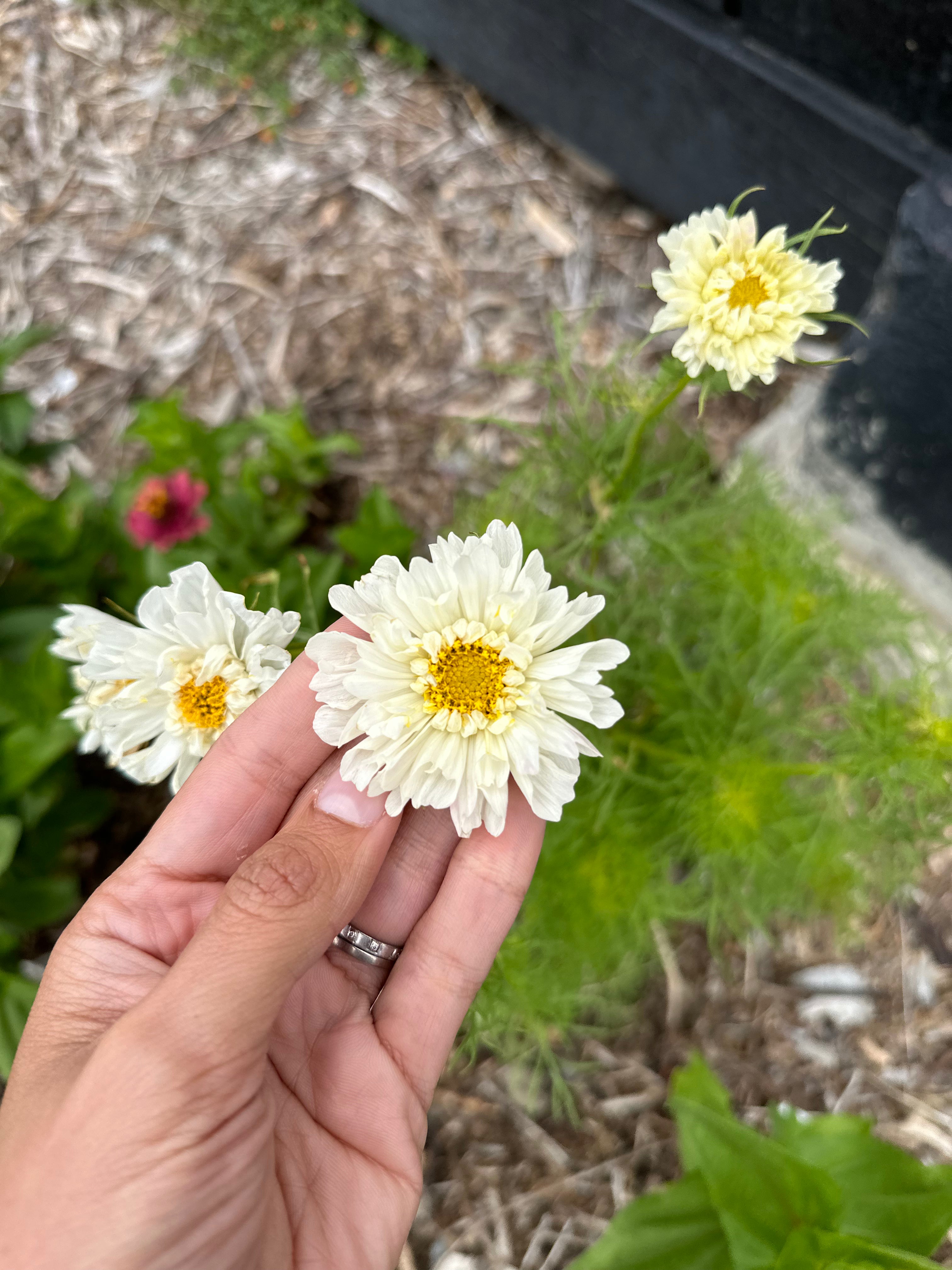 Cut Flower Cosmos Double Dutch Seedling Pack