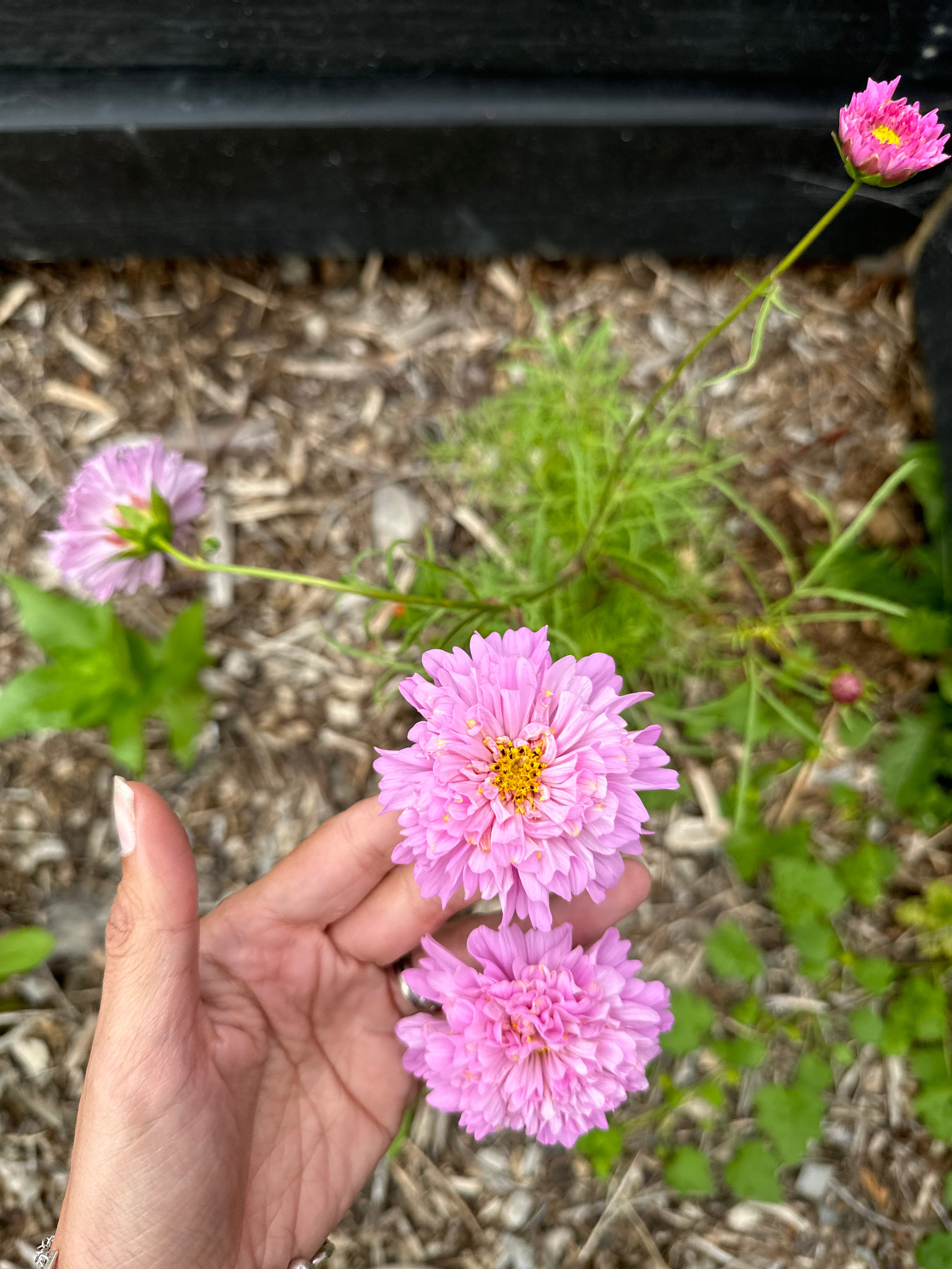 Cut Flower Cosmos Double Dutch Seedling Pack