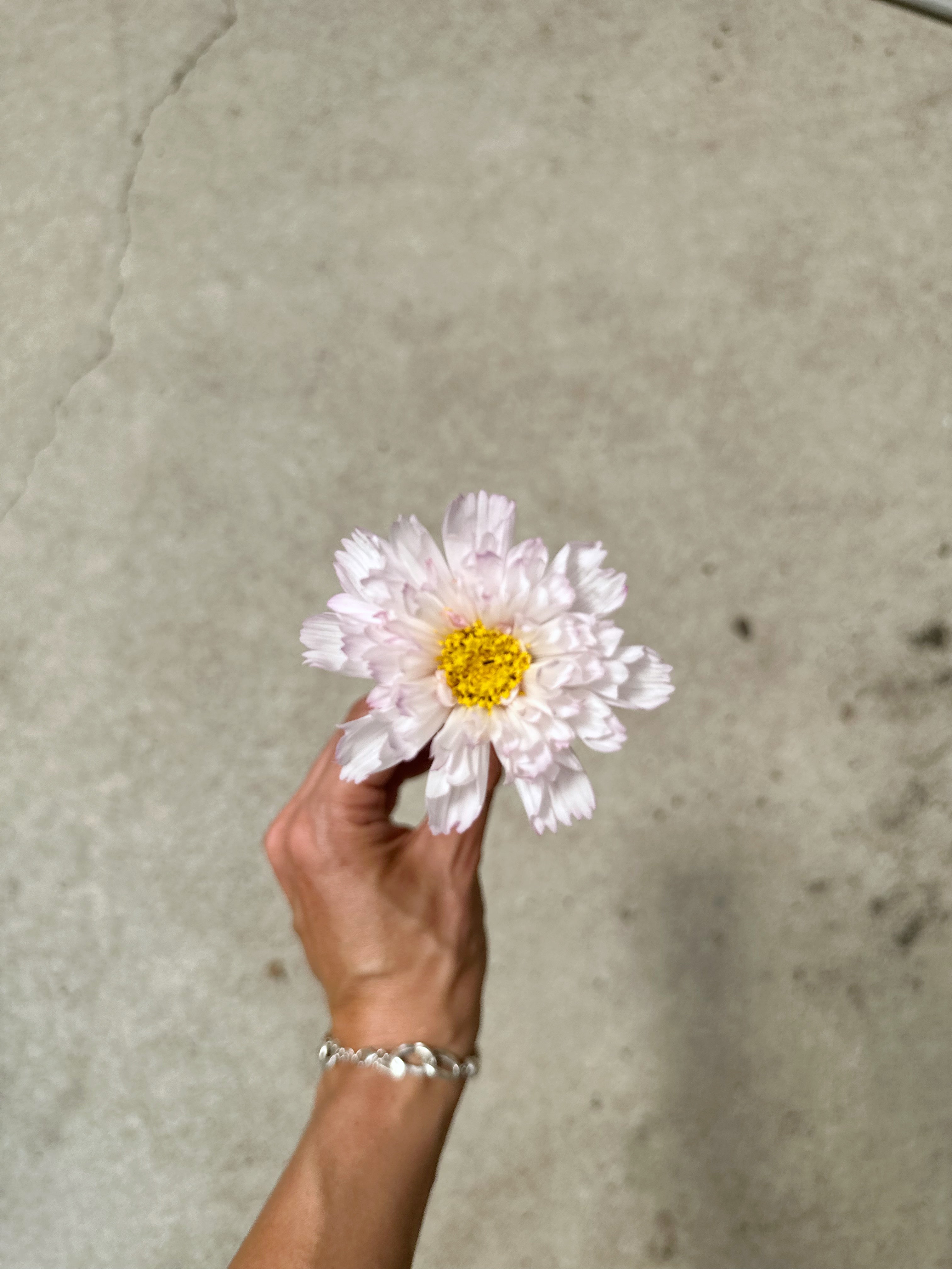 Cut Flower Cosmos Double Dutch Seedling Pack