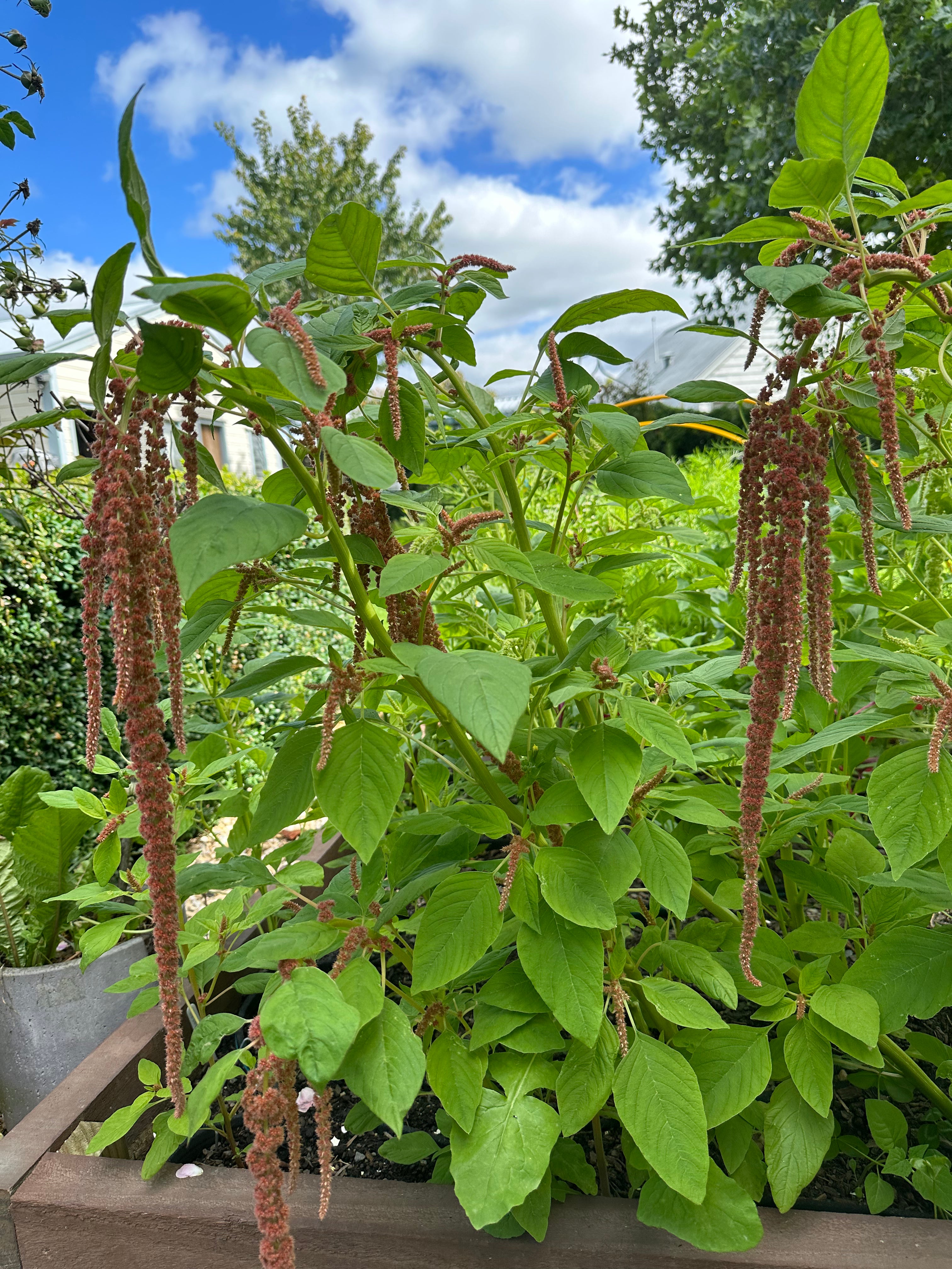 Amaranthus Coral Fountain Seedling Pack